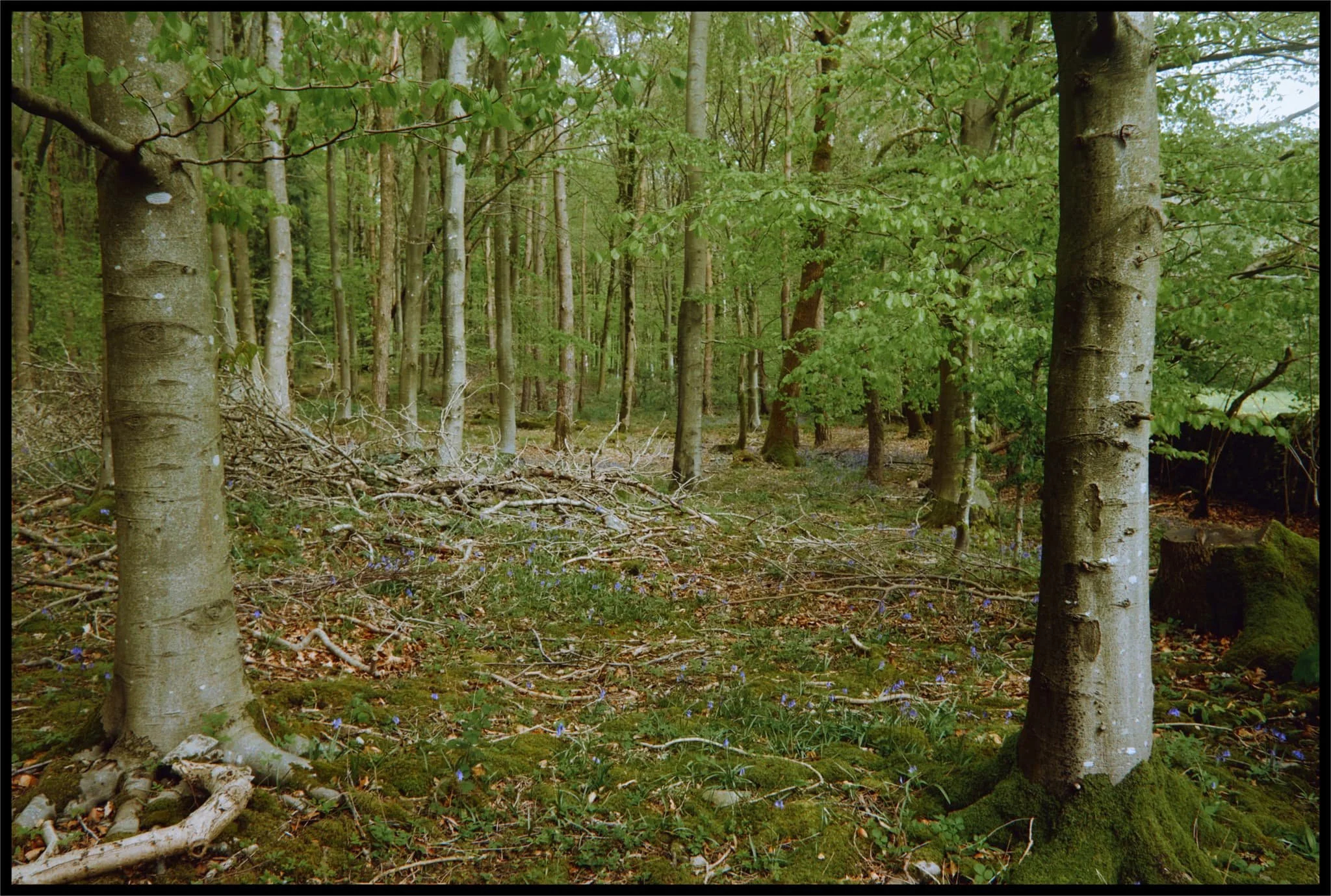  Into Ash Spring Wood we go. One or two bluebells about, and the wild garlic still hasn&rsquo;t blossomed. 