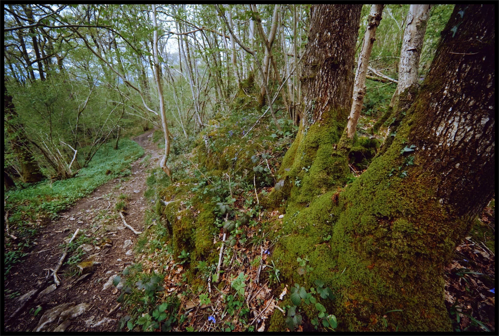 The way up the cliff face of Cunswick Scar involves a steep path through the woods below the scar. A lot of the trees here seem to have survived the winter&rsquo;s storms well, sheltered as they are by the limestone scar. 