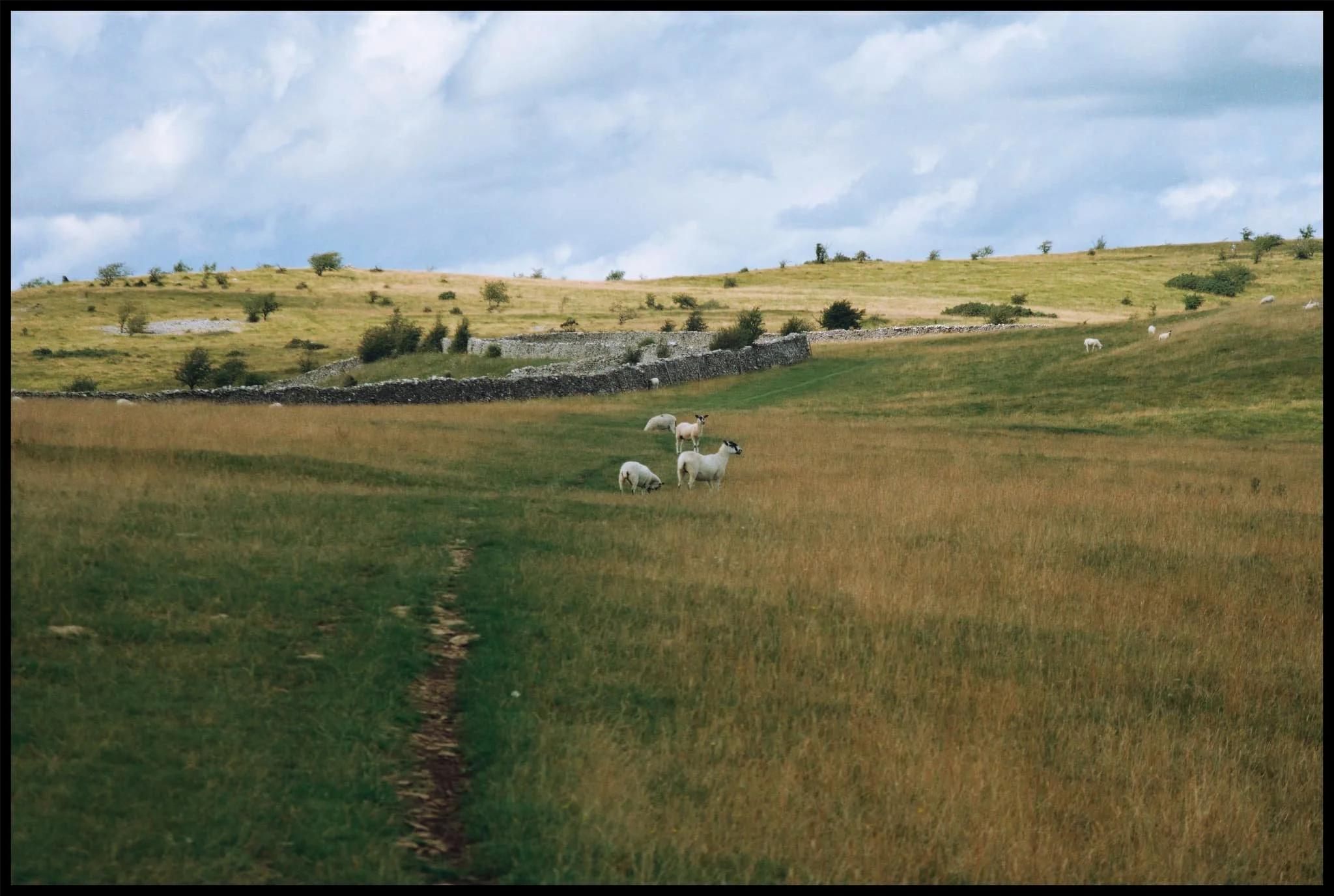  The route is clear all the way up to the summit. Sheep peacefully graze and wander the fell. 