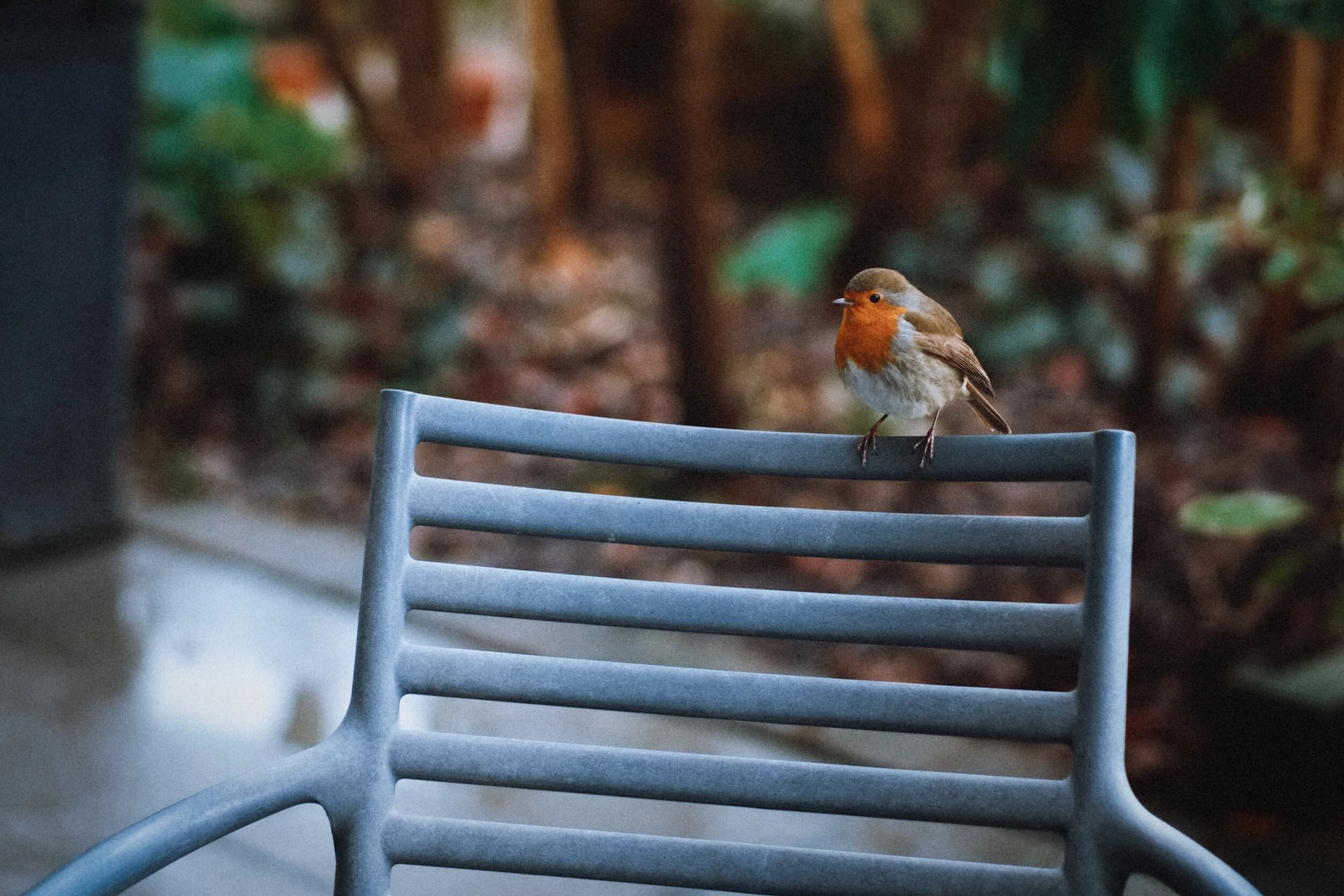 Before we arrived at Dalton Crags we stopped at Beetham Nurseries for a brew, waiting for the squalls to pass. This beautiful Robin was rather brave and inquisitive.