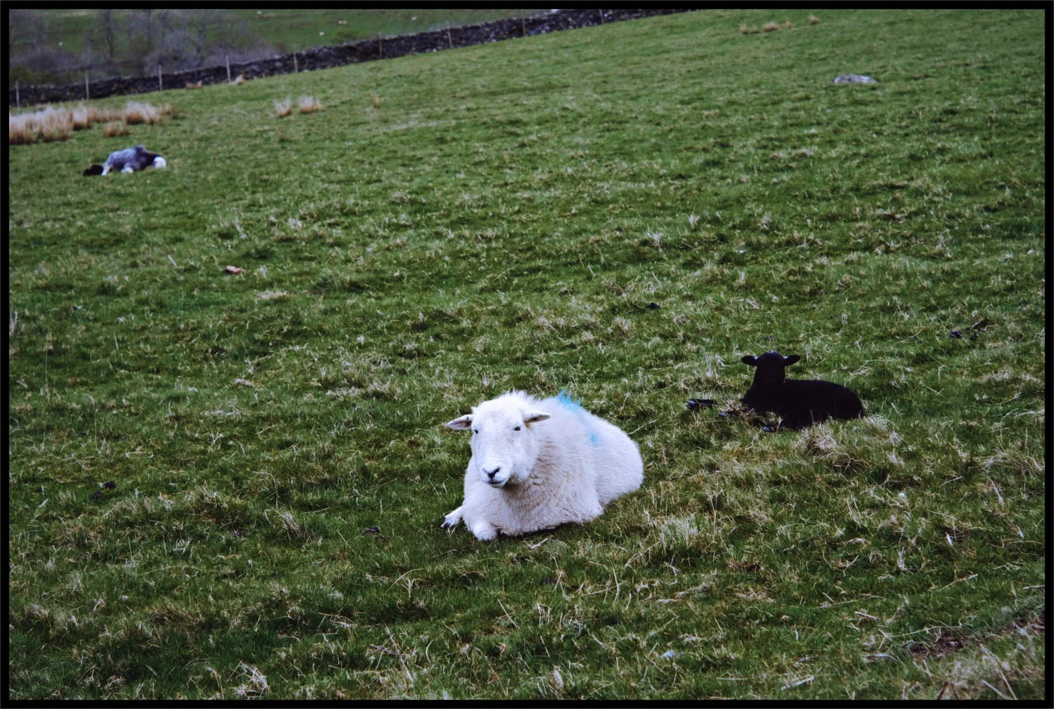  Herdwicks! With their lambs, perhaps only a couple of weeks old. 