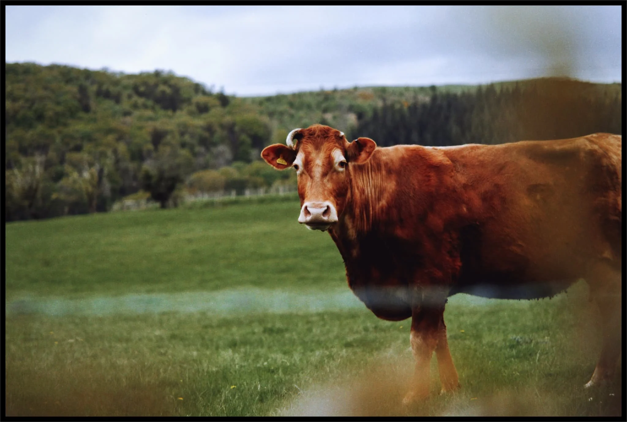  A quizzical cow scopes us out as we near the start of our walk at Bassenthwaite village. 