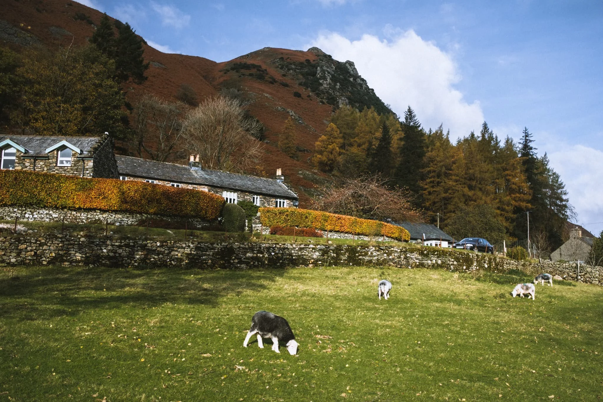  Closer to the farm, my beloved Herdwick sheep come into view and the sun illuminates the scene. 