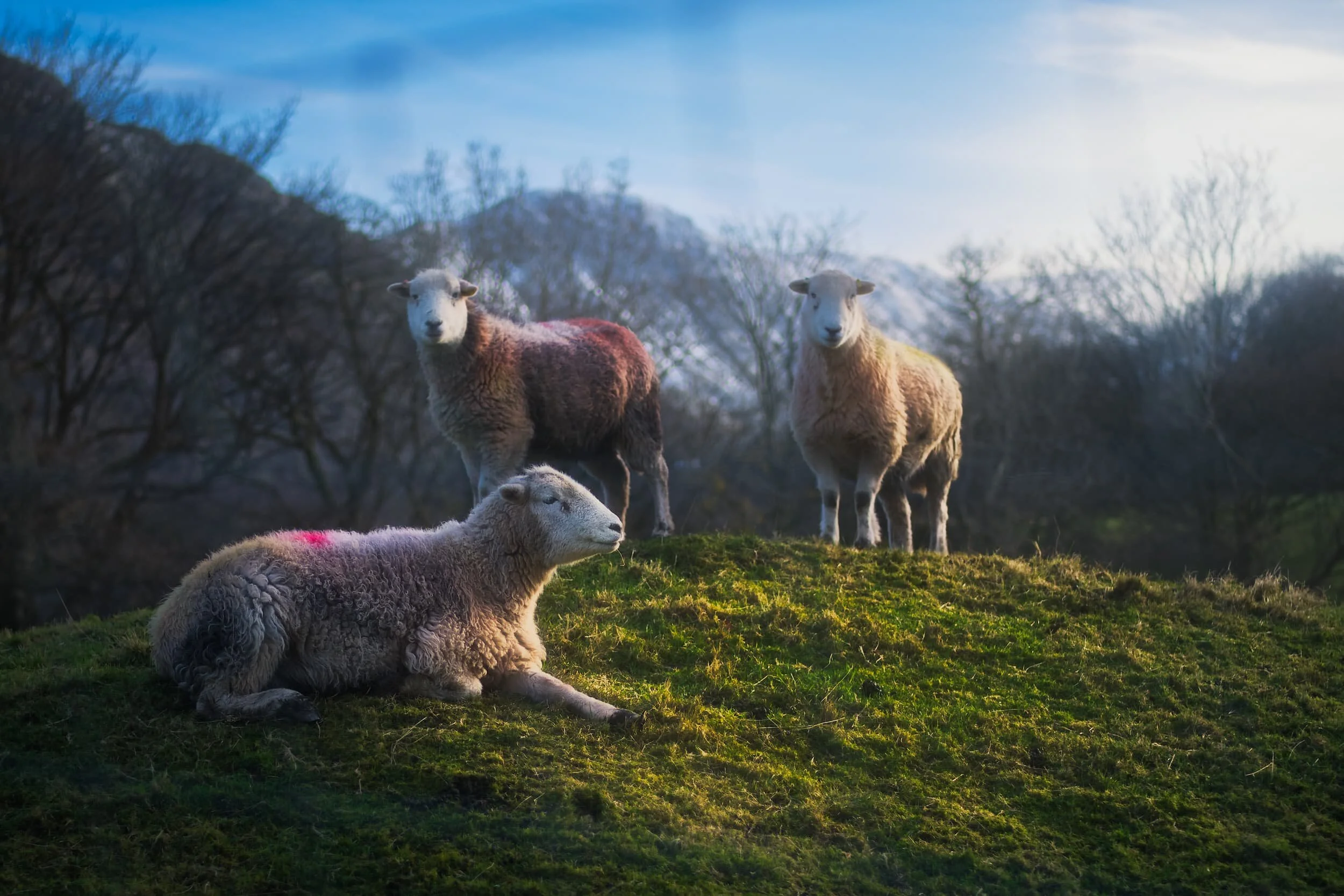 There were plenty of Herdwicks around the valley bottoms, fattening up for the winter. Probably all now pregnant, too.