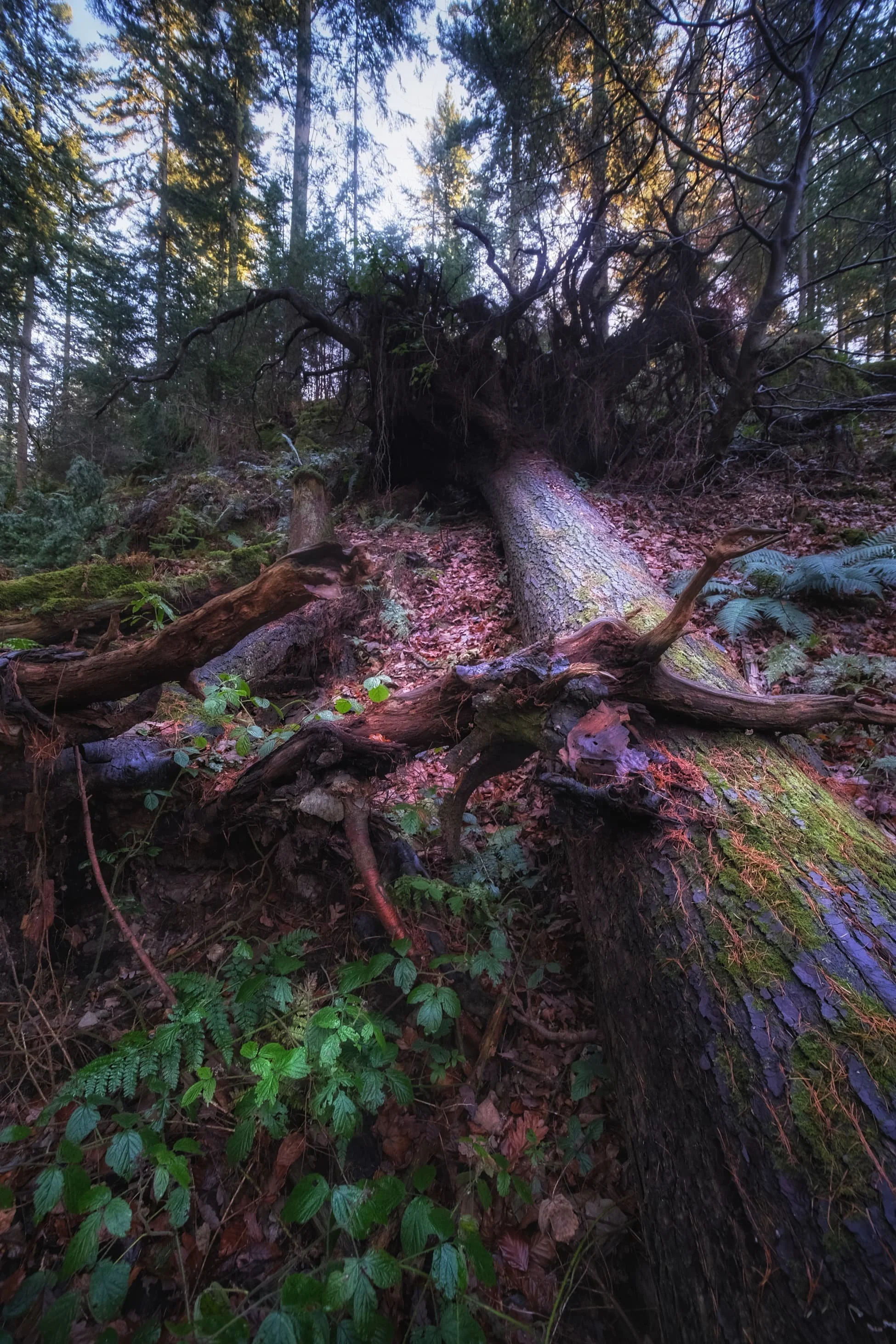  Another casualty of Storm Arwen, now left where it fell to provide life and nourishment for all denizens of the forest. 