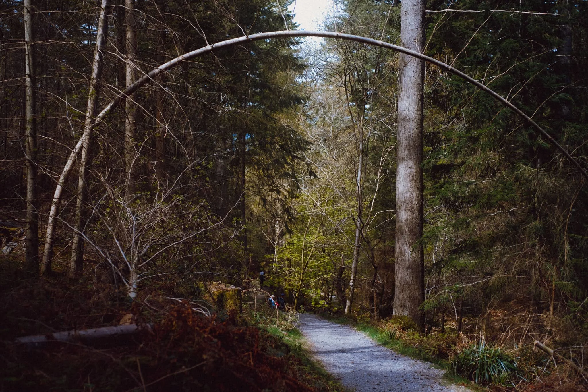 I had to line up a composition involving this unusual tree, which had formed a sort of natural arch over the footpath.