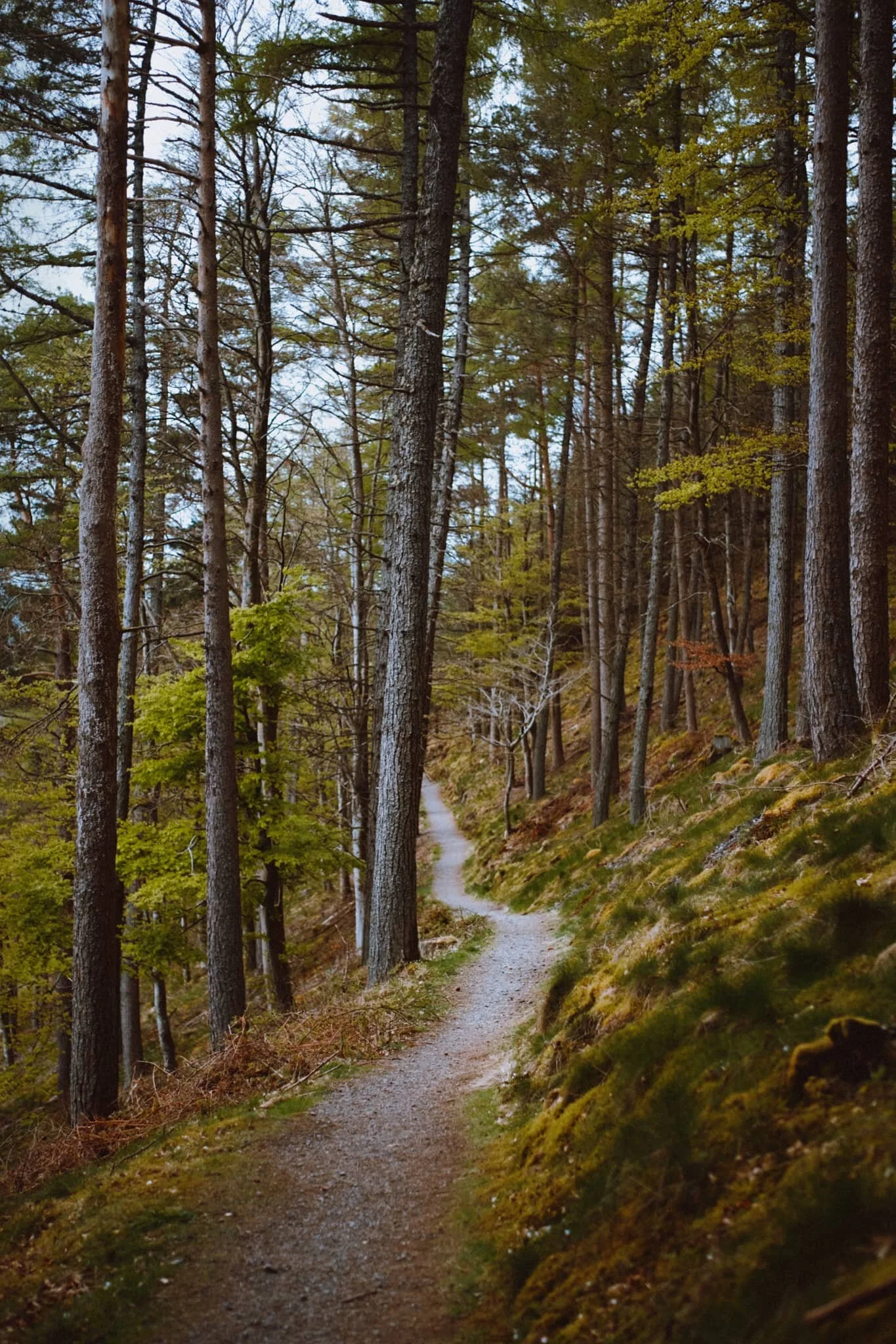 As we climb down the wooded fell slopes, the landscape changed from craggy to mossy and grassy.