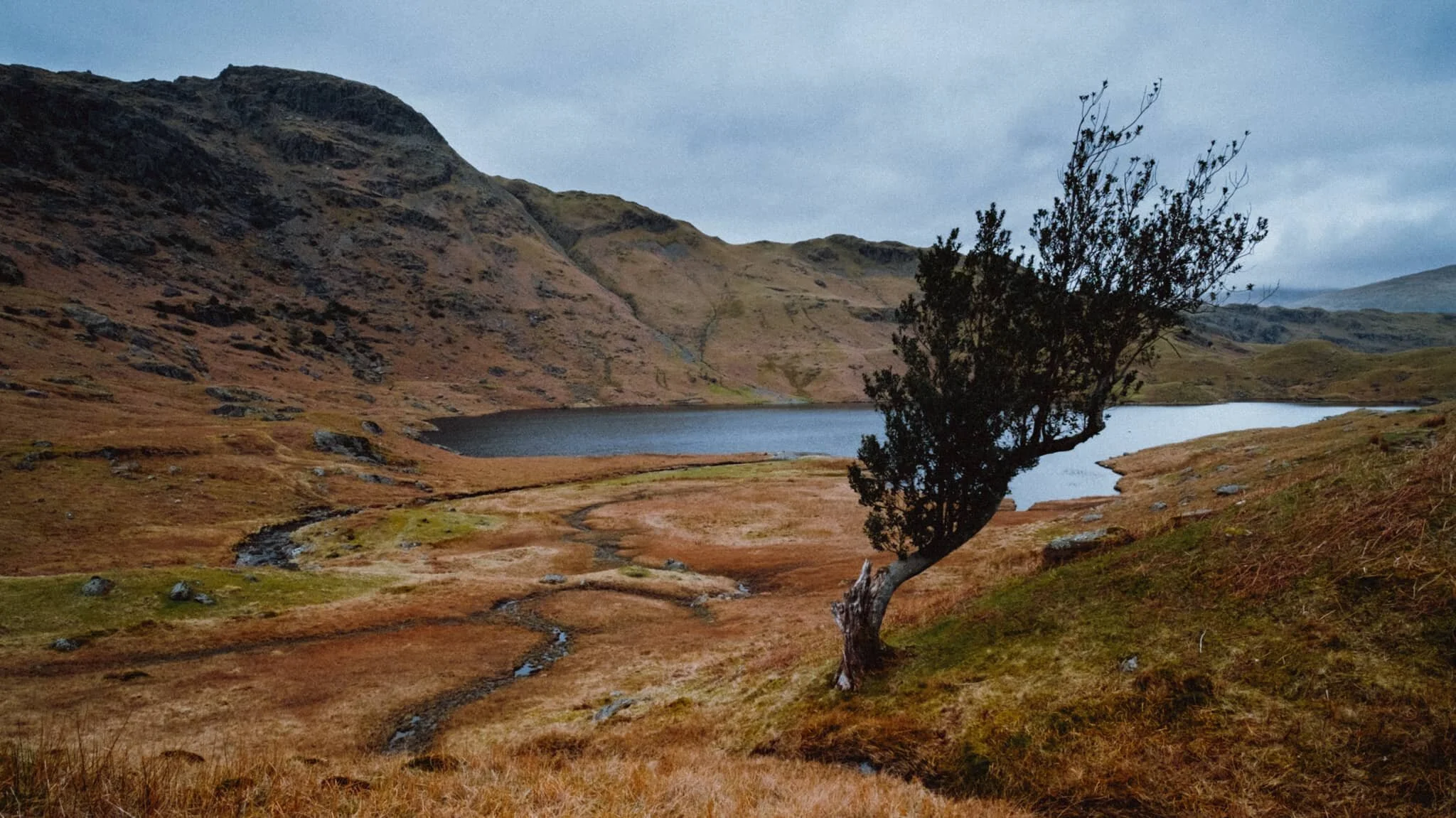 A rather beautiful wind-swept tree leaning away from the waters of Easdale Tarn and Tarn Crag above.
