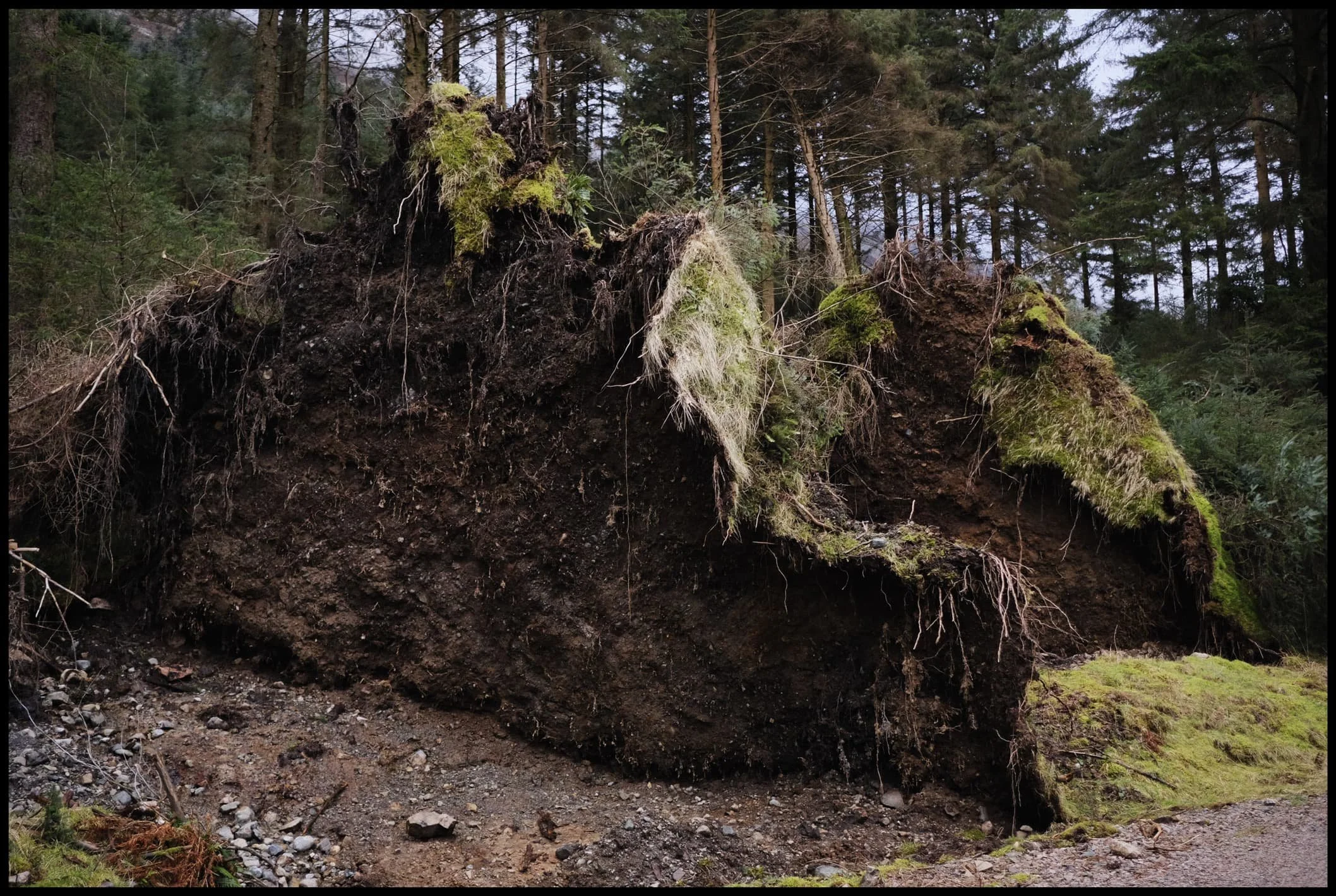  …but these two giants didn&rsquo;t, completely uprooted and tossed aside by the powerful winds of Storm Arwen. Incredible. 