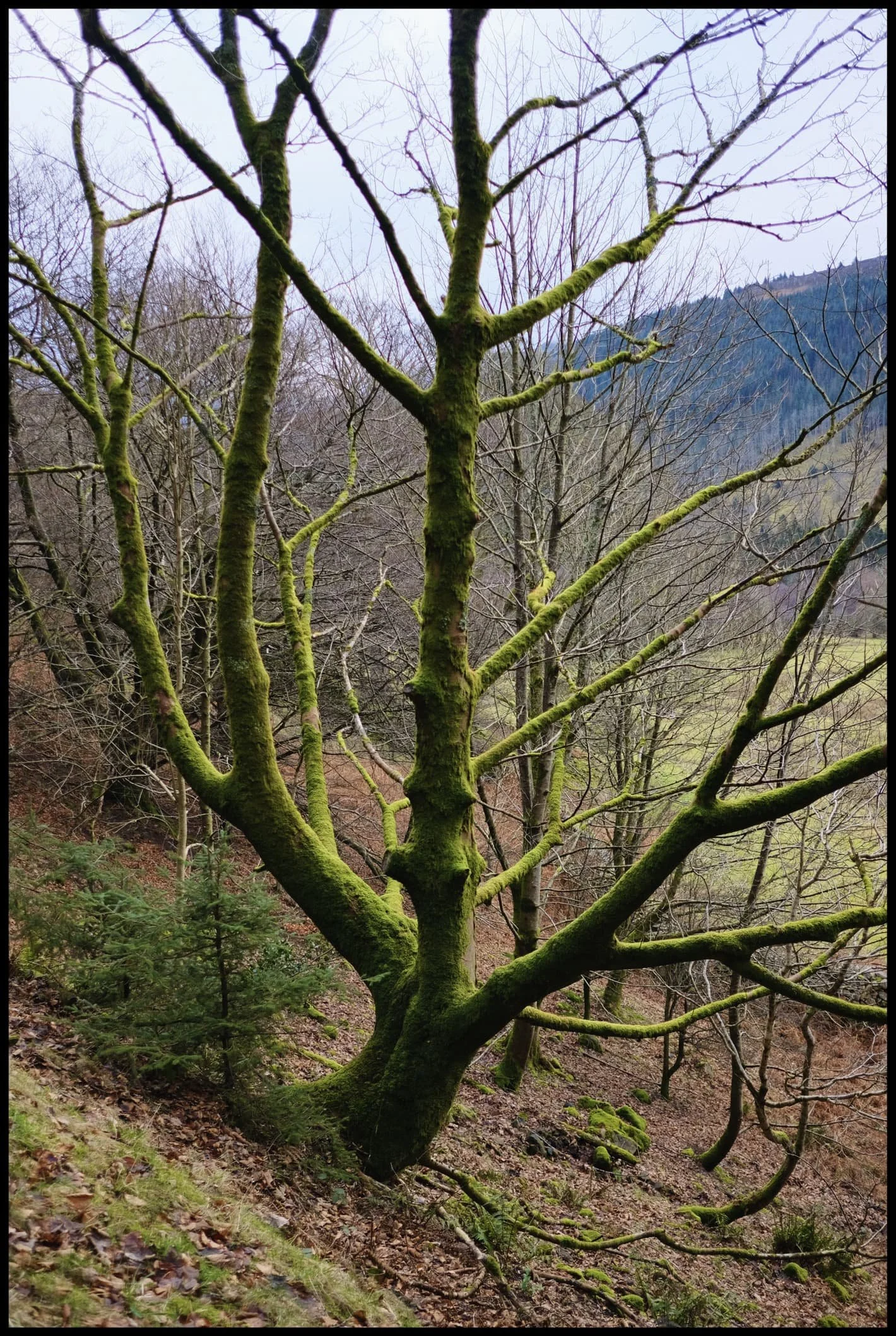  Beautiful light highlights the reaching arms of this moss-covered tree. 