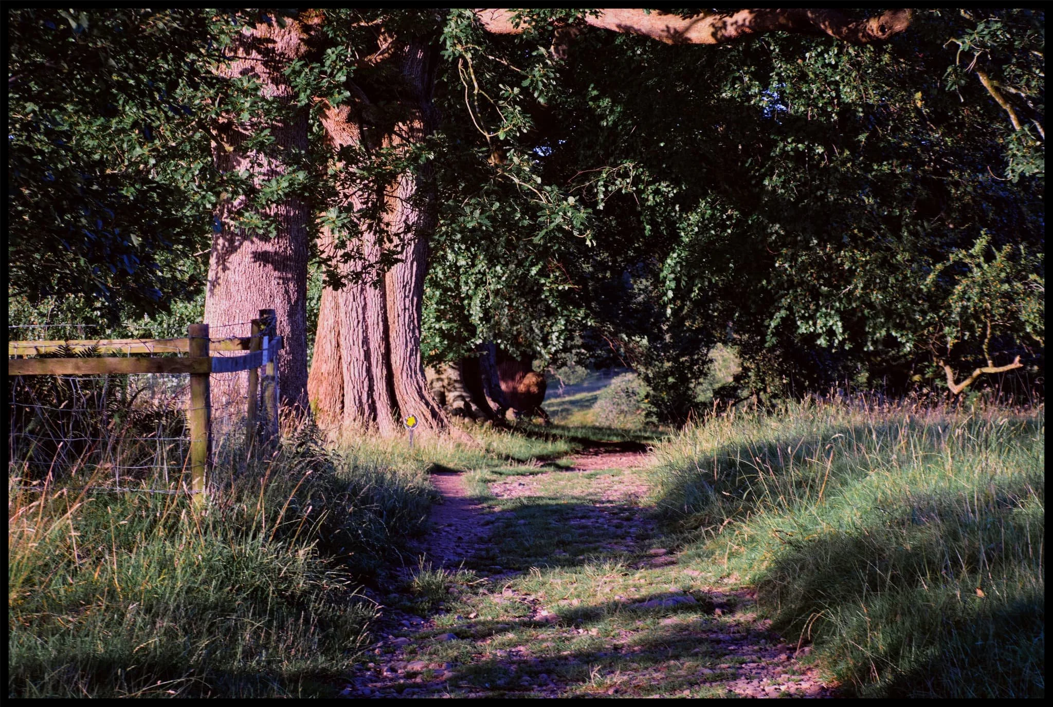  The way towards the Oak Avenue. 