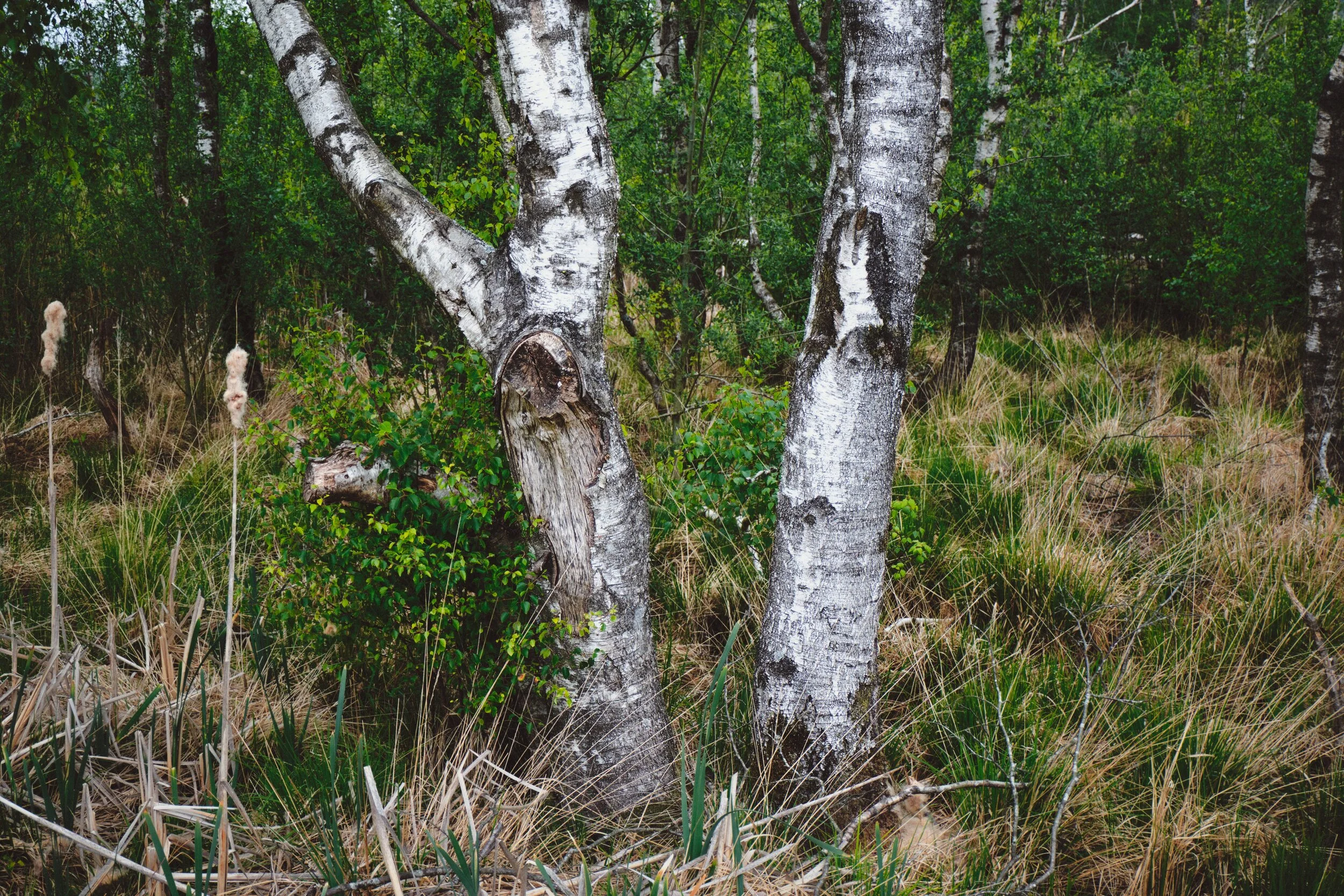A pair of silver birch trees, standing out from the bog.