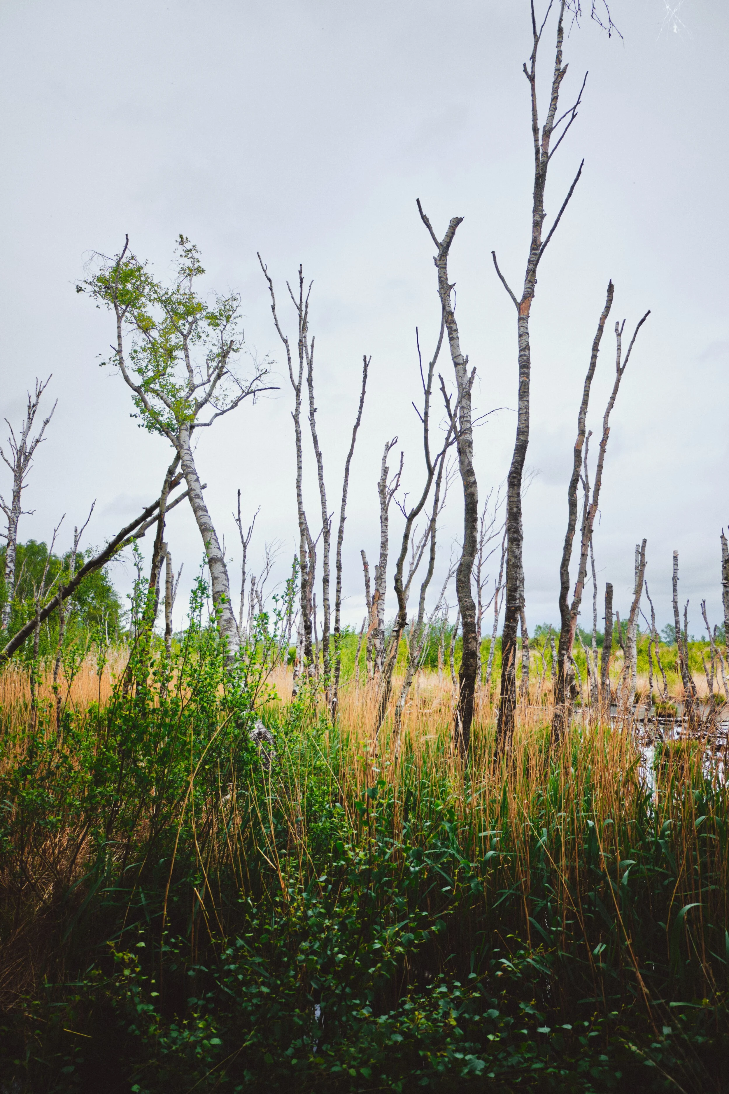 A large part of Foulshaw Moss consists of this watery “graveyard” of silver birch, looking like brush strokes on a canvas.
