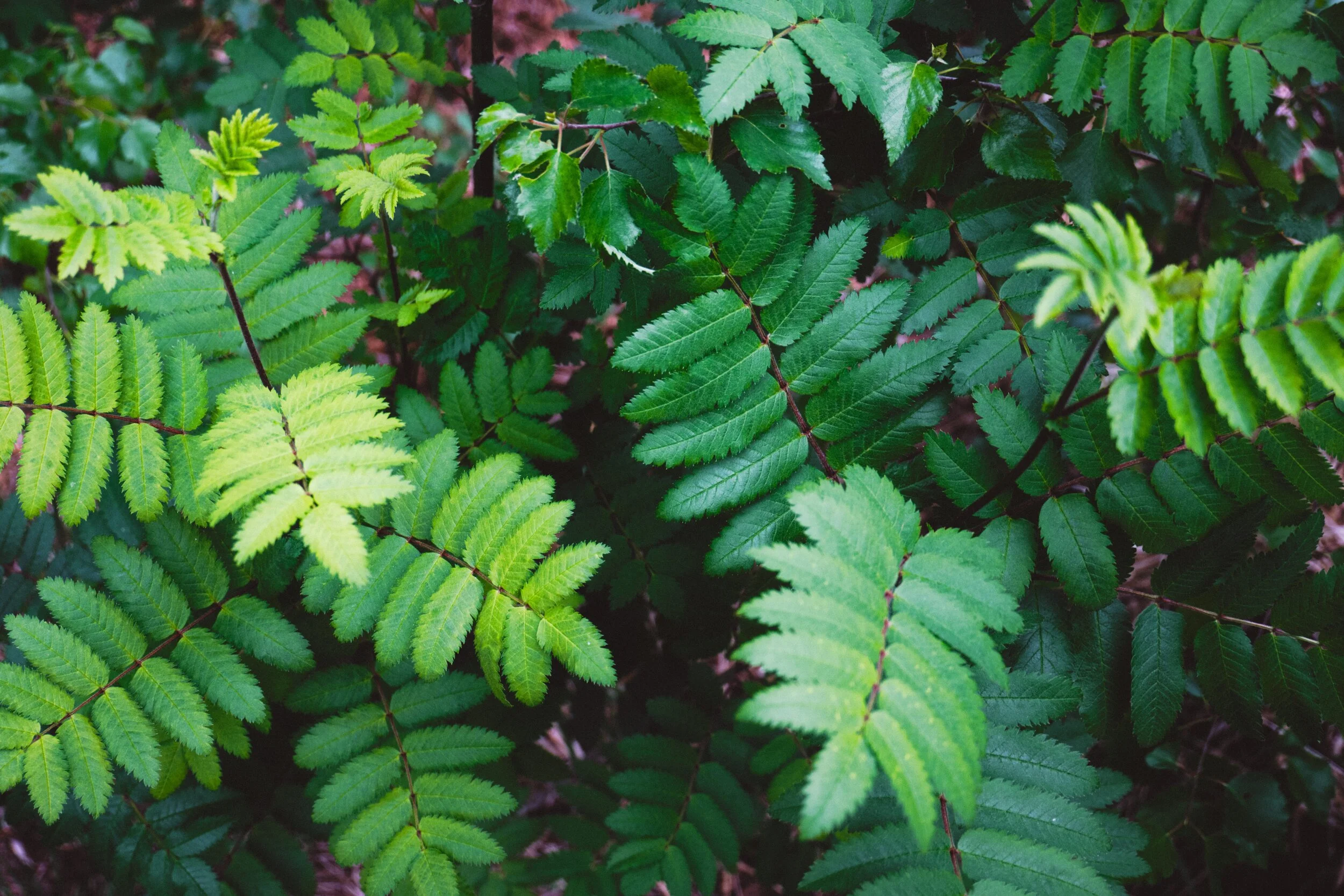 A young rowan sapling, Sorbus aucuparia . In times gone by twigs from this tree were used to drive cattle to the pasture for the first time in spring to ensure their health and fertility.