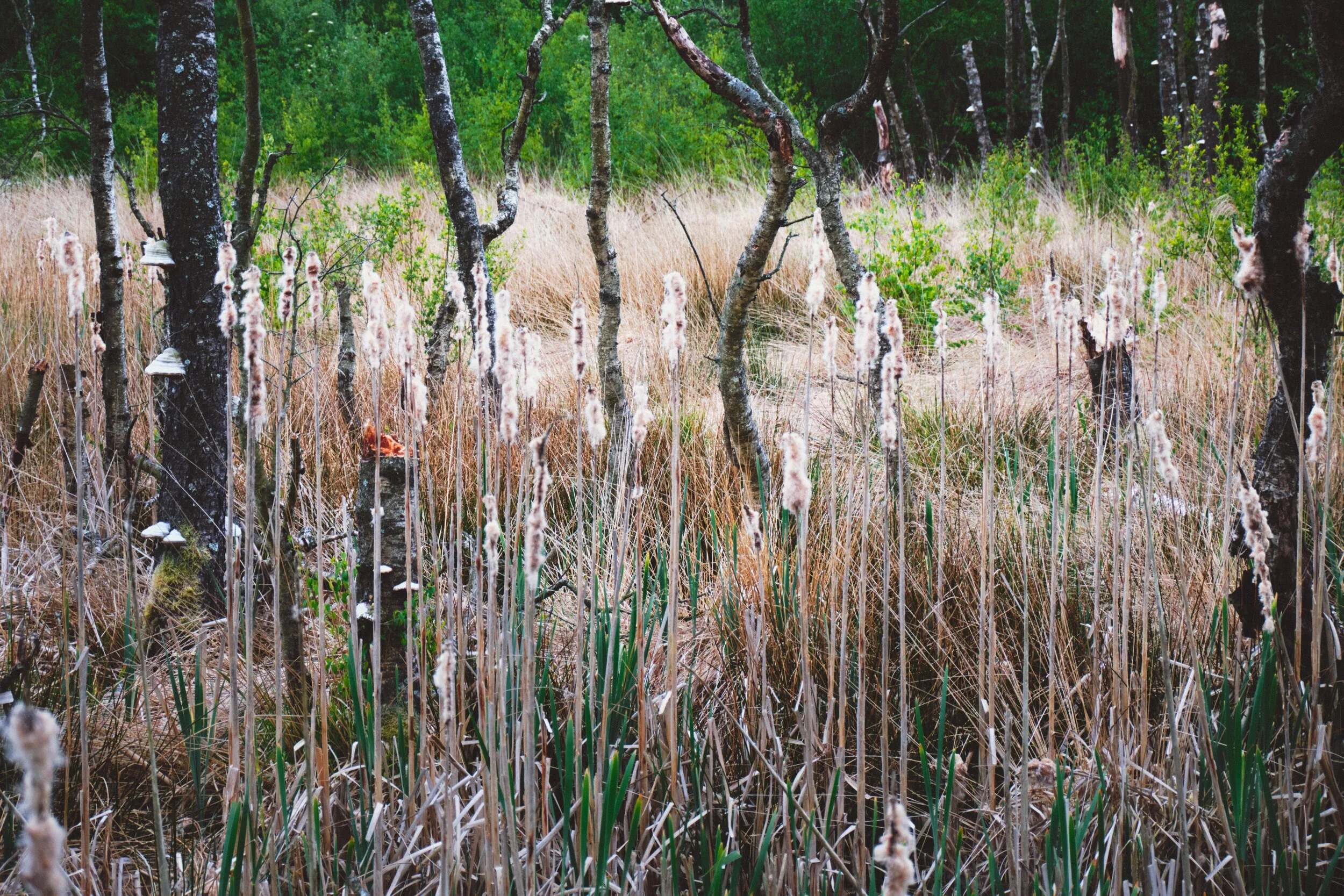 There’s also plenty of bulrush, or Typha latifolia , in the bogs of Foulshaw Moss. By the time we saw them their heads had erupted, leaving these fluffy cotton-like tails everywhere.