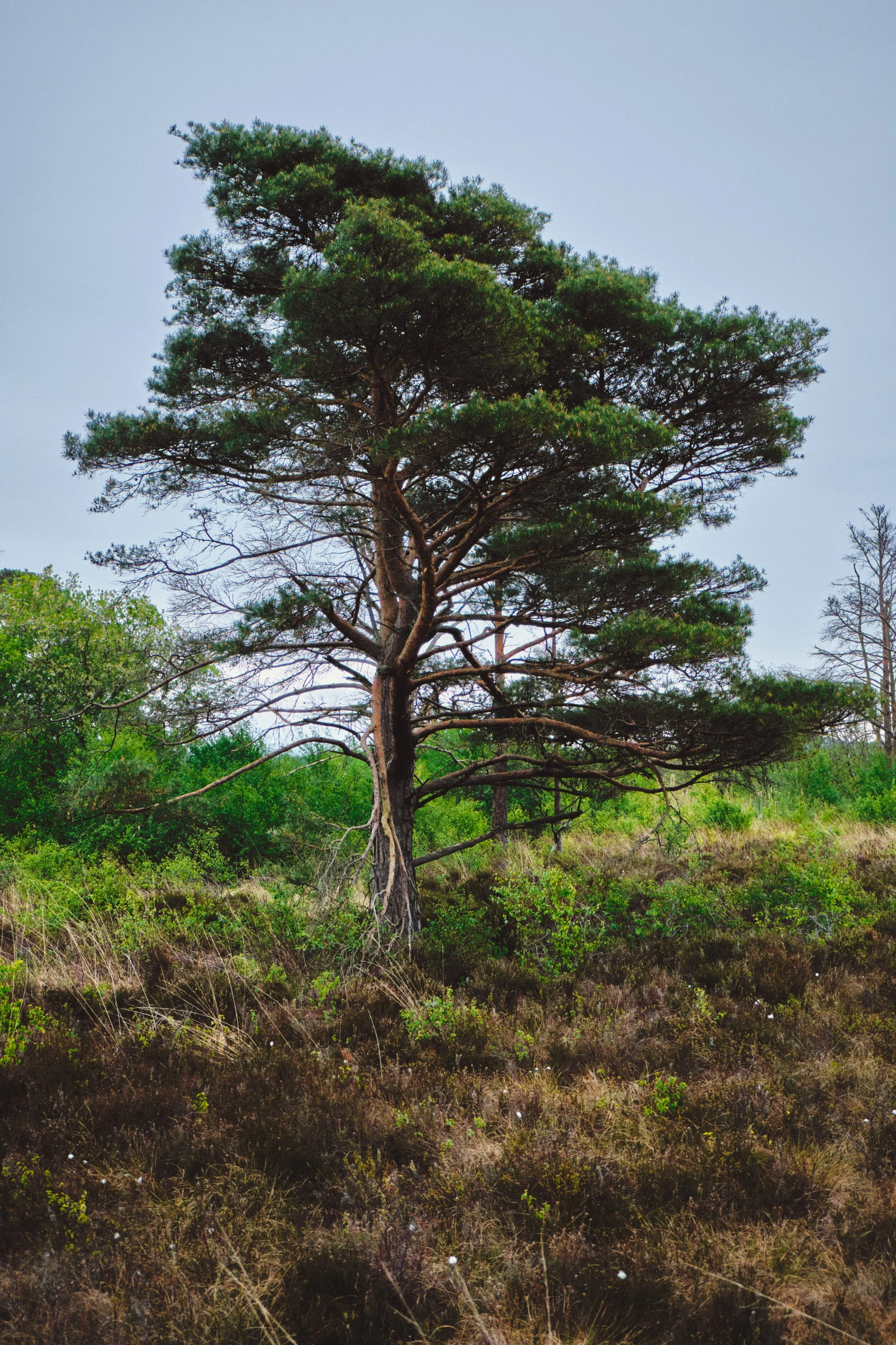 A solitary Scots Pine, Pinus sylvestris .
