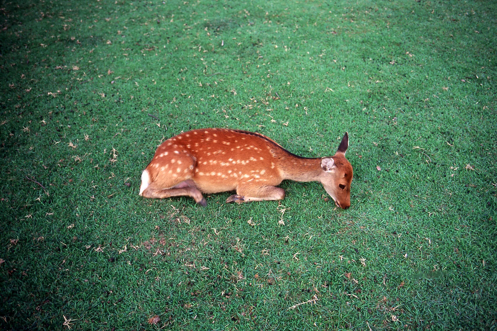 Photo: Untitled by akino ringo