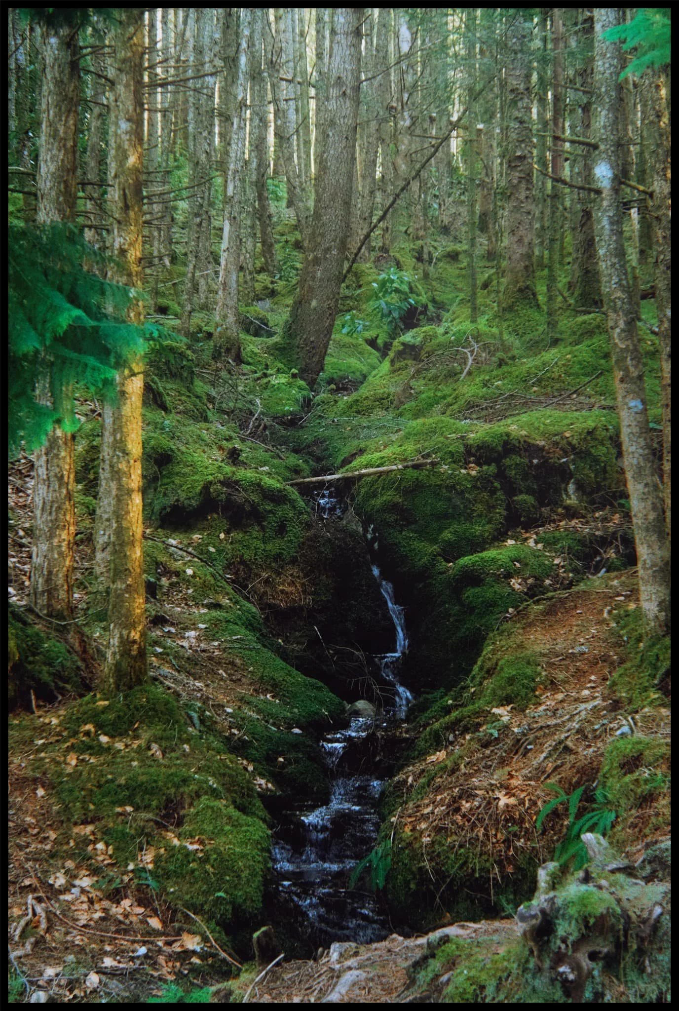  The woodland beneath the Pap was chock-full of delightful scenes like this. 