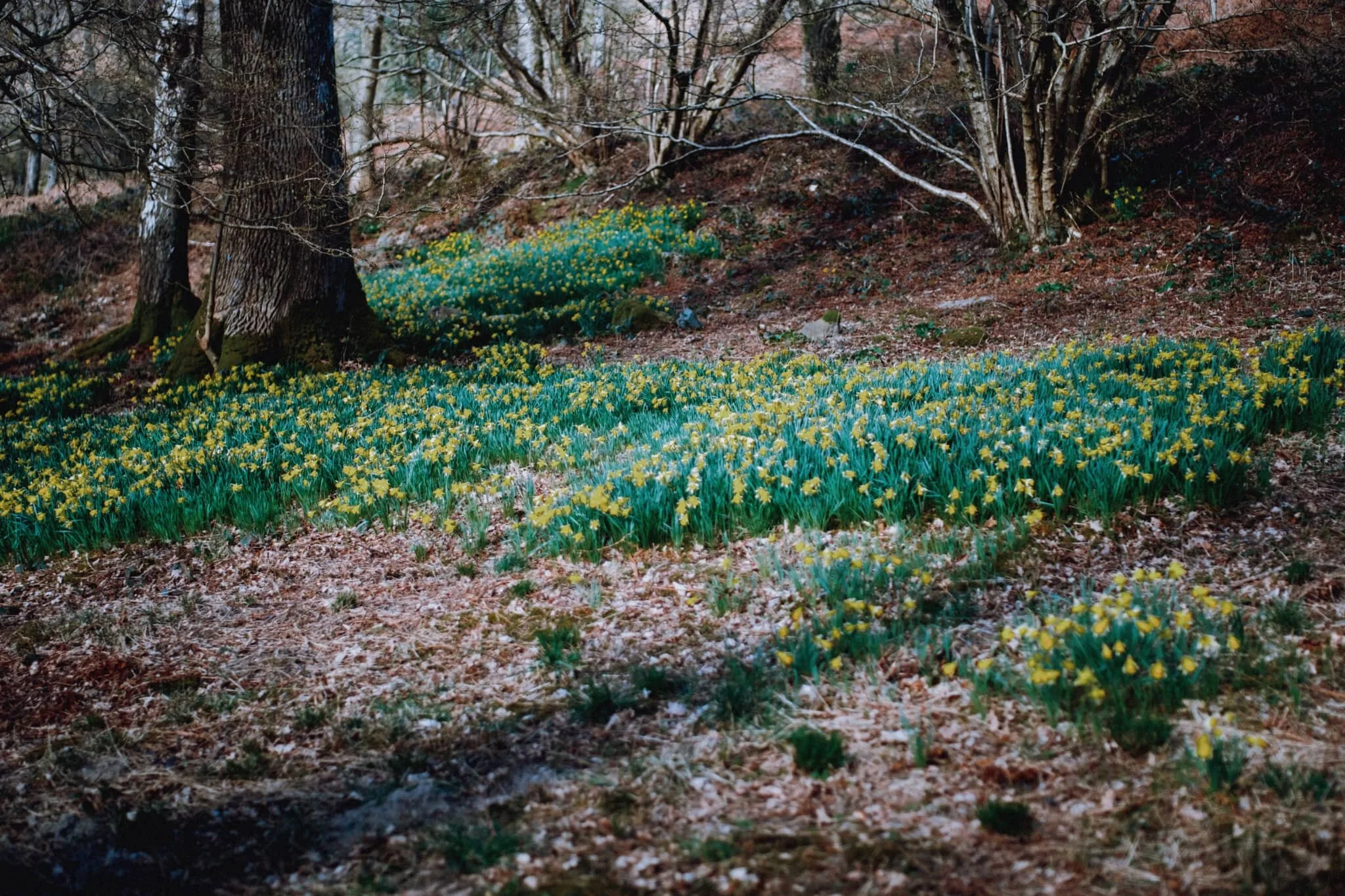 We parked in a National Trust lay-by not too far from Glencoyne Bay. I had a quick wander down towards the shore of Ullswater, knowing that at this time of year there’d be daffodils aplenty nearby. I weren’t wrong.