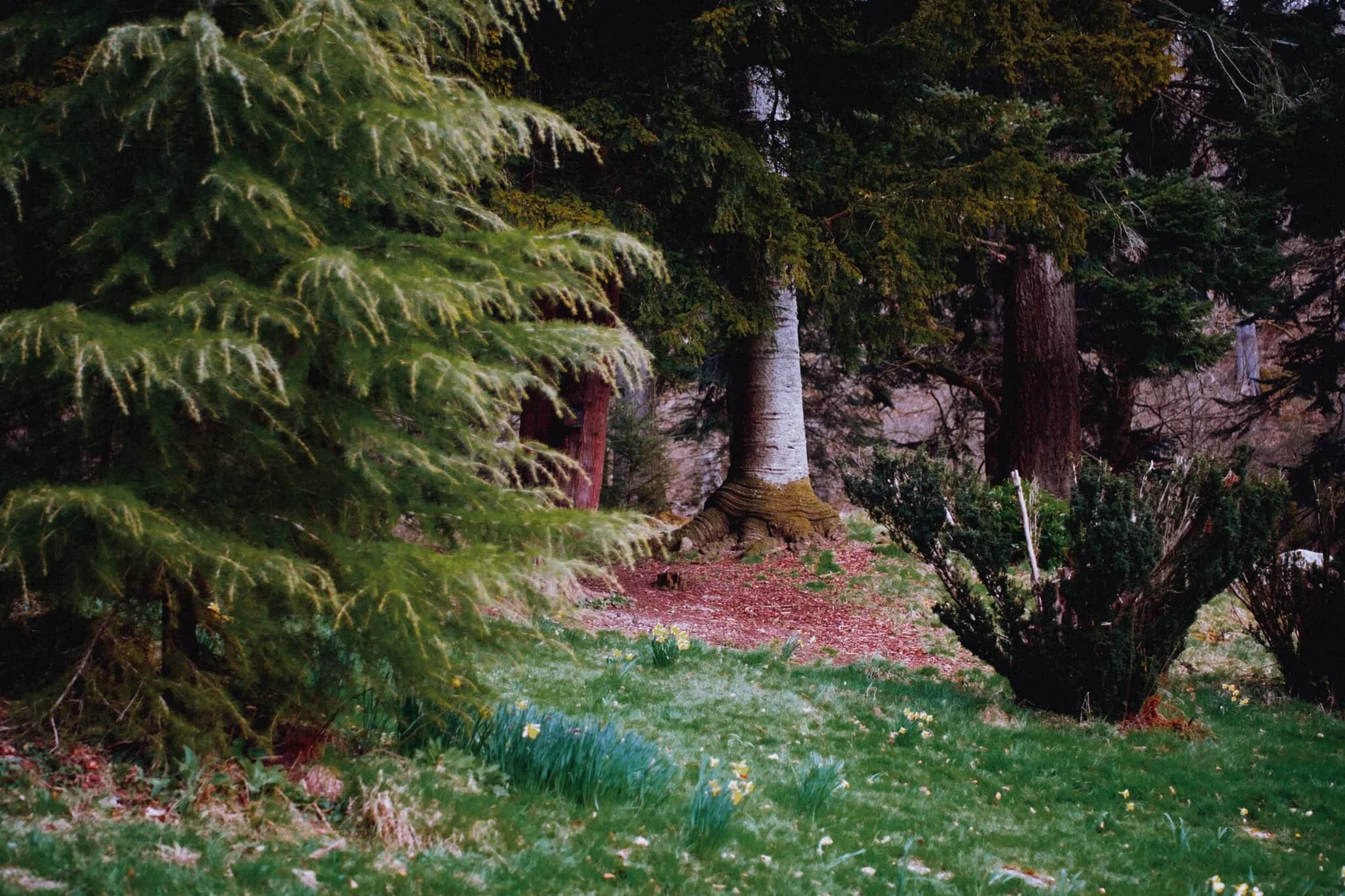 In the woods of the Aira Force gorge, with one of my favourite trees in view. It puts me in mind of a pair of tights sagging down to the ankles.