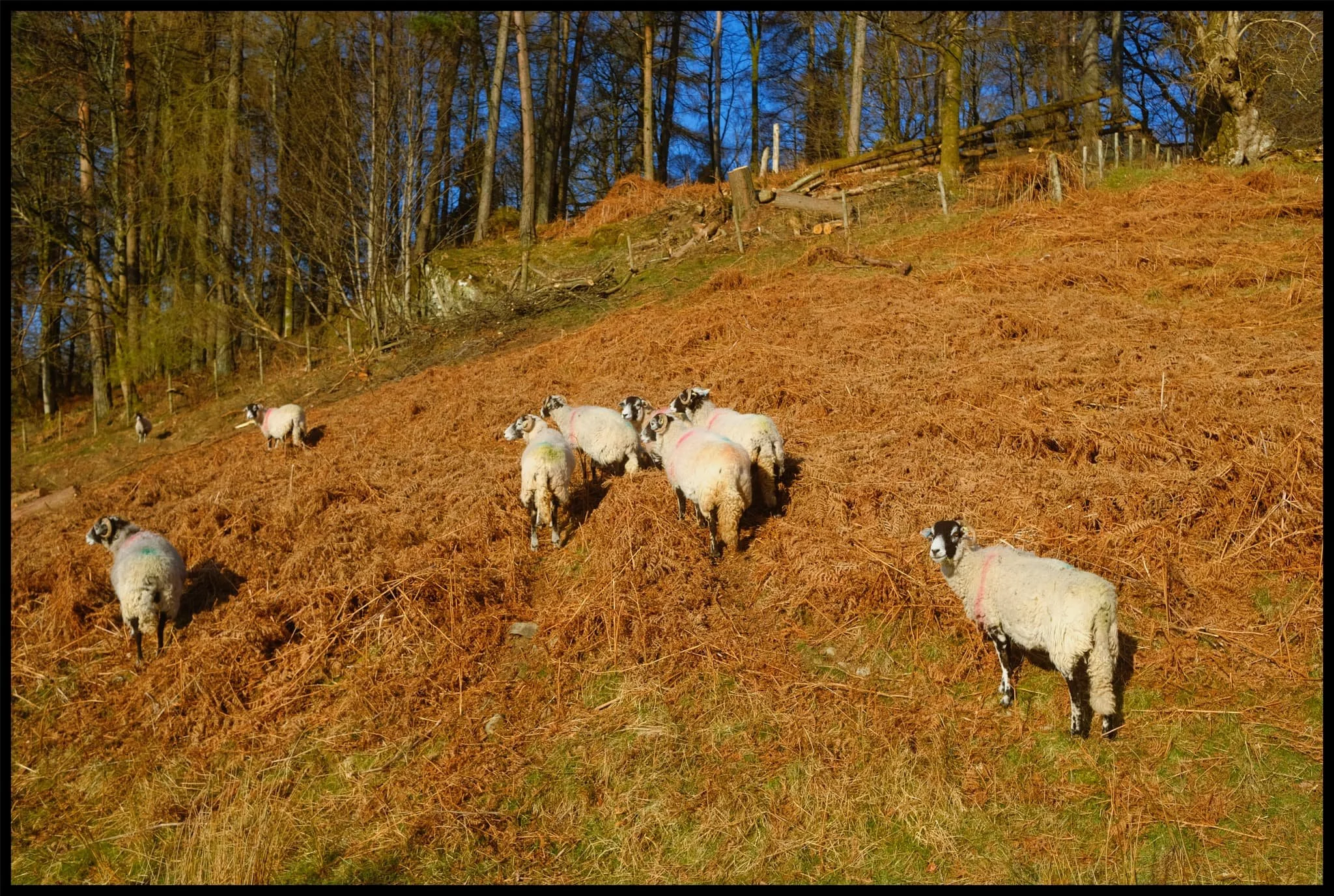  These Swaledale yows moved a comfortable distance away from us for a good hard stare. 