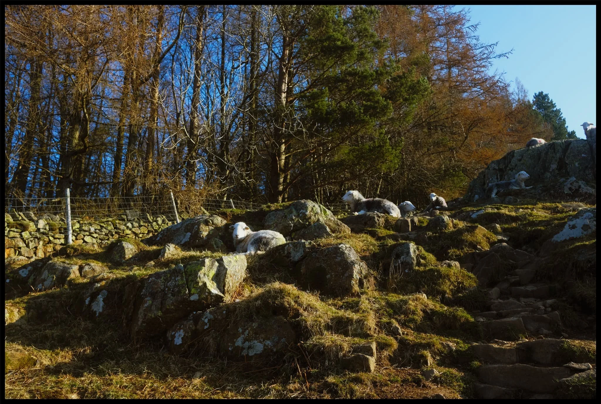  Beyond High Cascades the path turns east and climbs sharply up the fellside of Gowbarrow. Herdwick sheep were  everywhere . I&rsquo;ve missed those faces. 