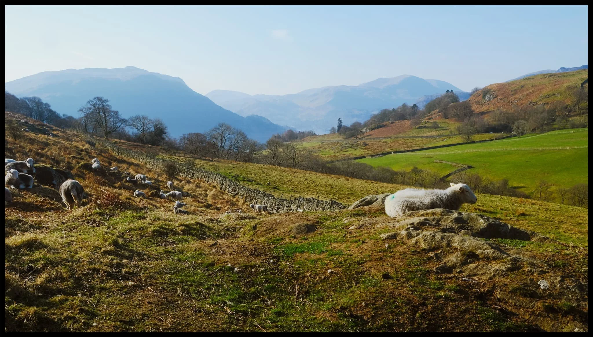  Unlike Swaledales, Herdwicks aren&rsquo;t too fussed about being too near humans. I managed to snap this composition of some Herdwicks chilling in the glorious spring sunshine with the Ullswater fells in the distance. 