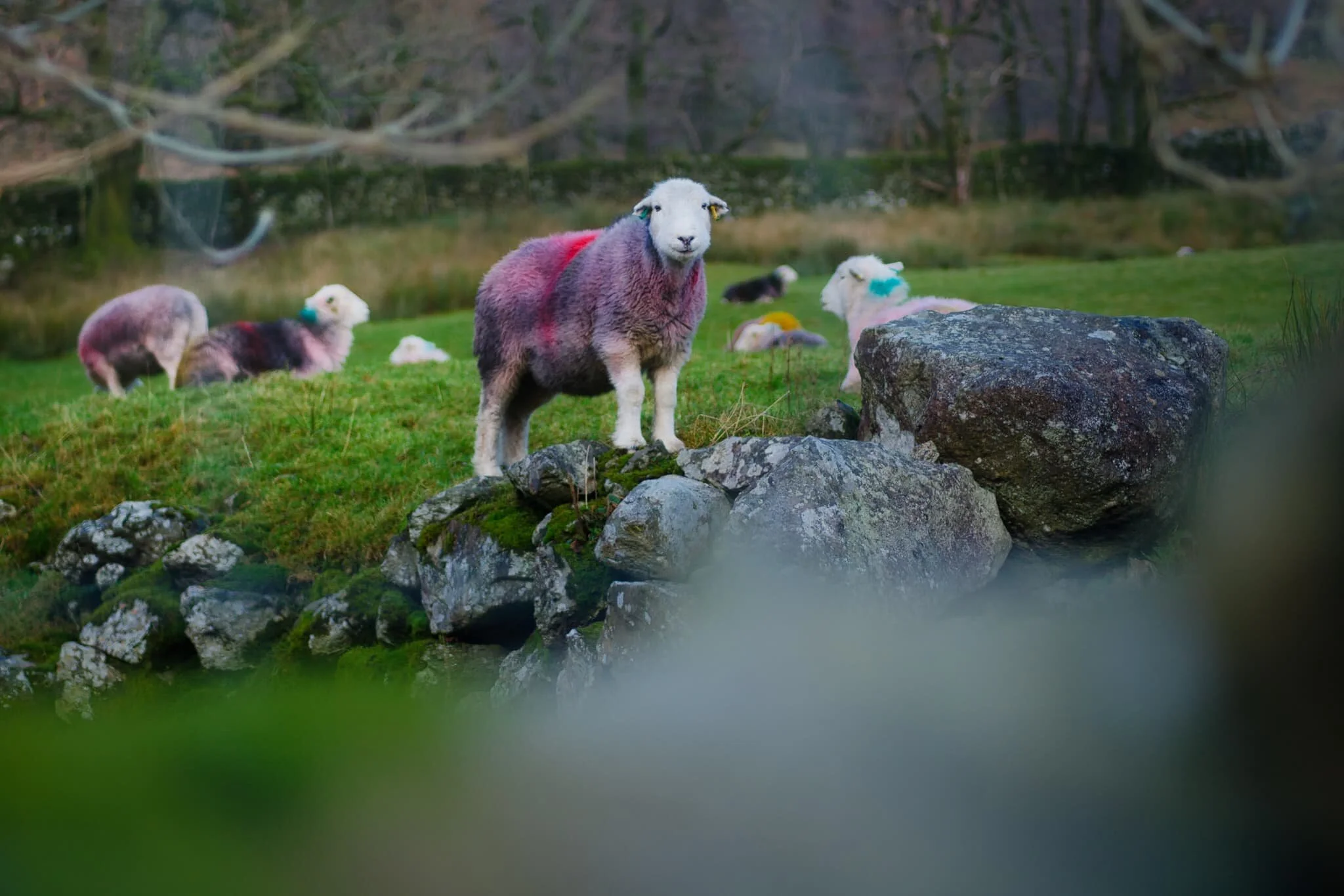 Herdwick sheep are so bloody cute.