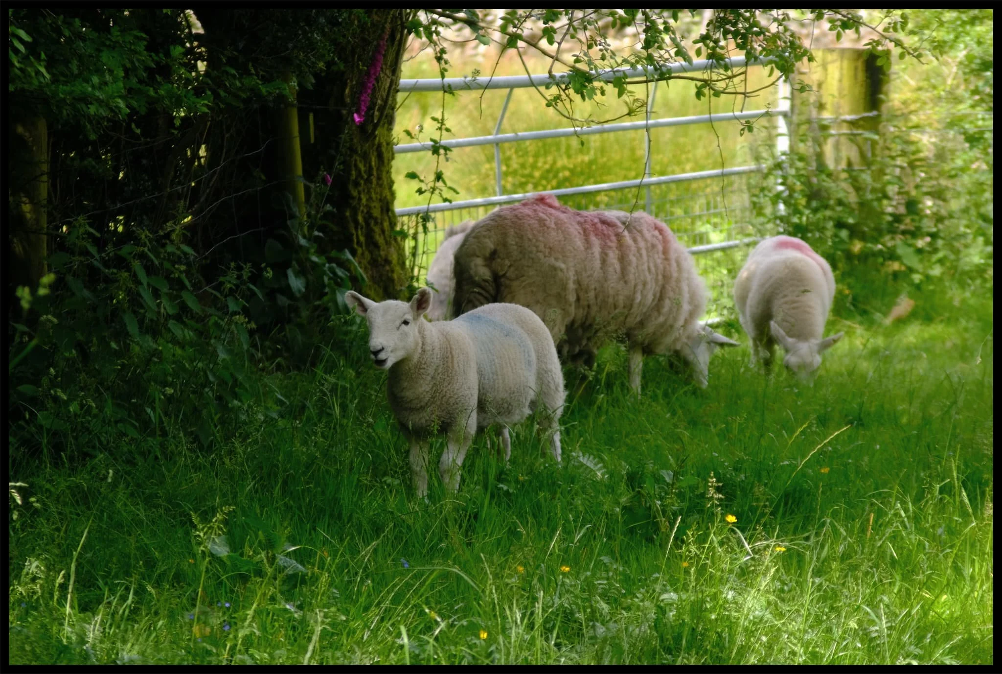  There were plenty of ewes and their lambs freely milling around the roads and lanes in the valley. 