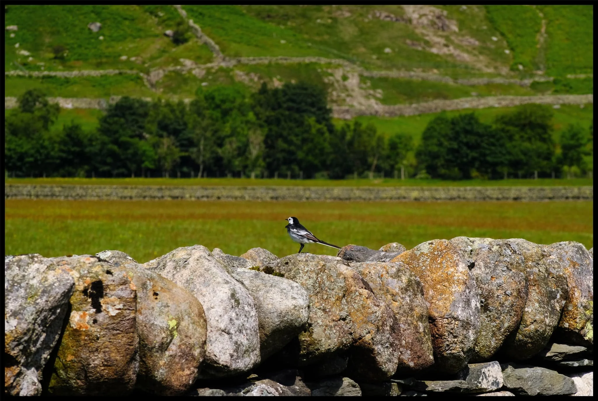  A pied wagtail ( Motacilla alba yarrellii ) sits atop a drystone wall long enough for me to focus and nab this shot. 