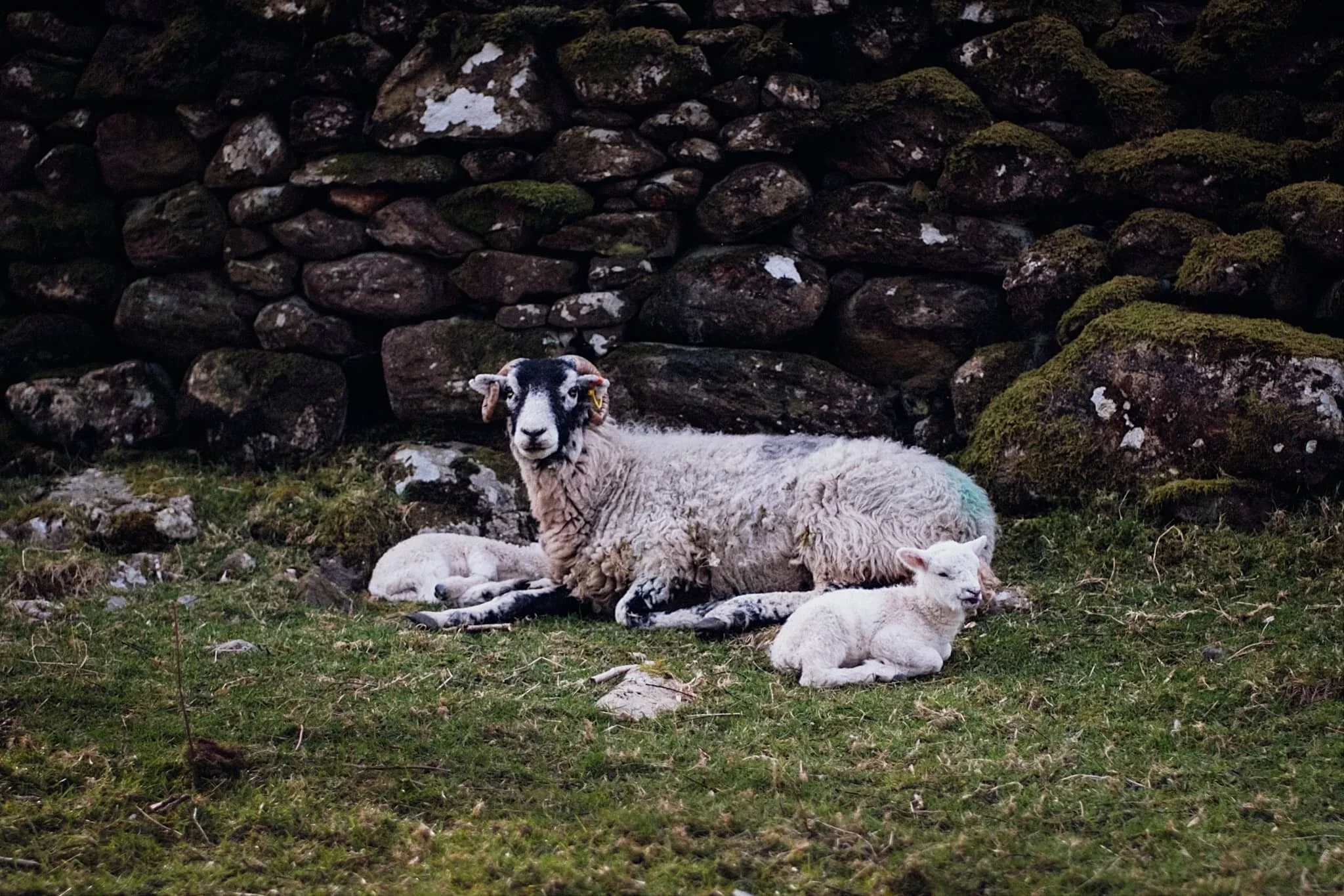 Lambing is in full flow in the Lake District now. There are plenty of Herdwicks in Patterdale, but in Grisedale there are more Swaledales.