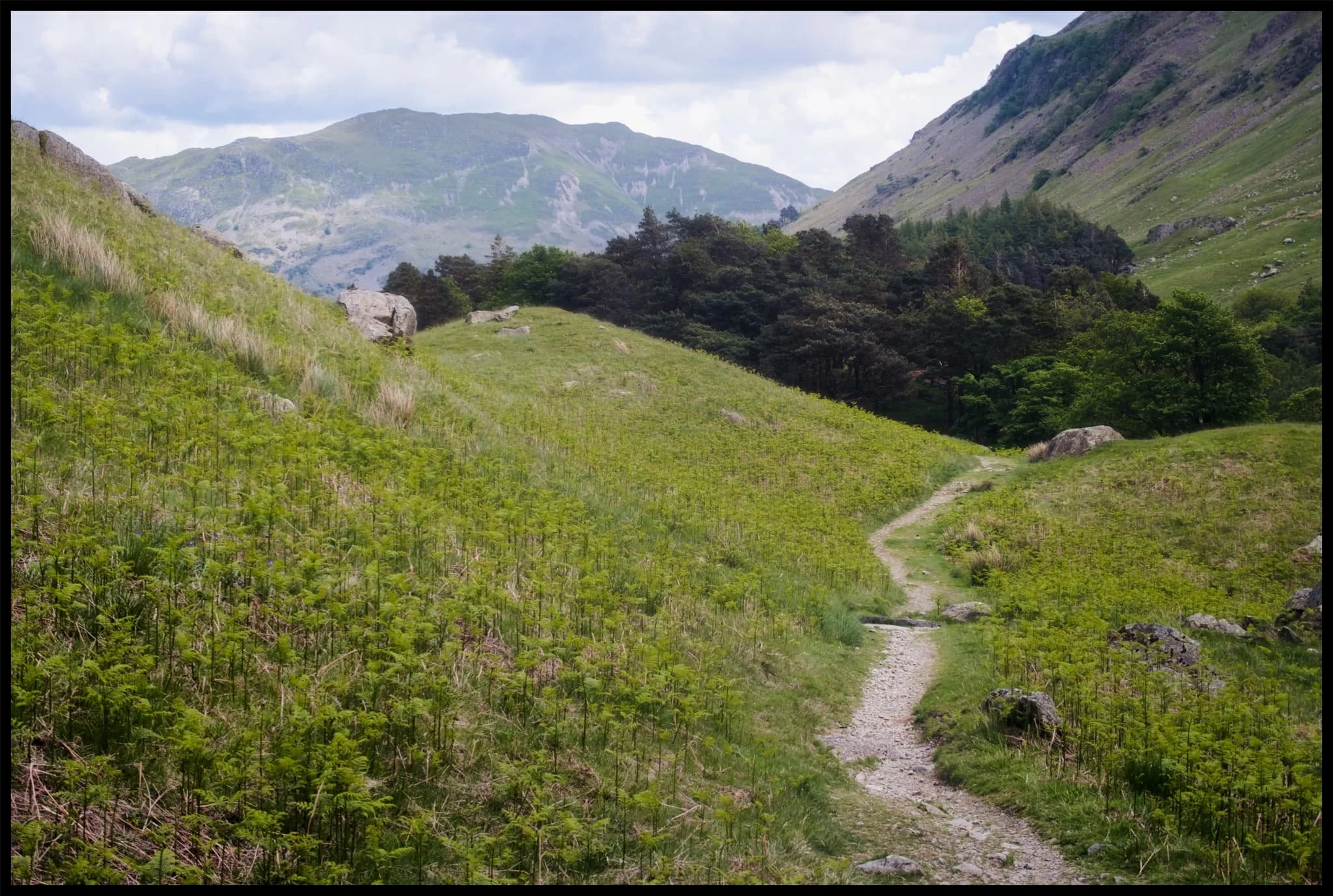  Our route back involved navigating the trail on the northern side of Grisedale. Here, erect ferns line the path, ready to bloom any day. 