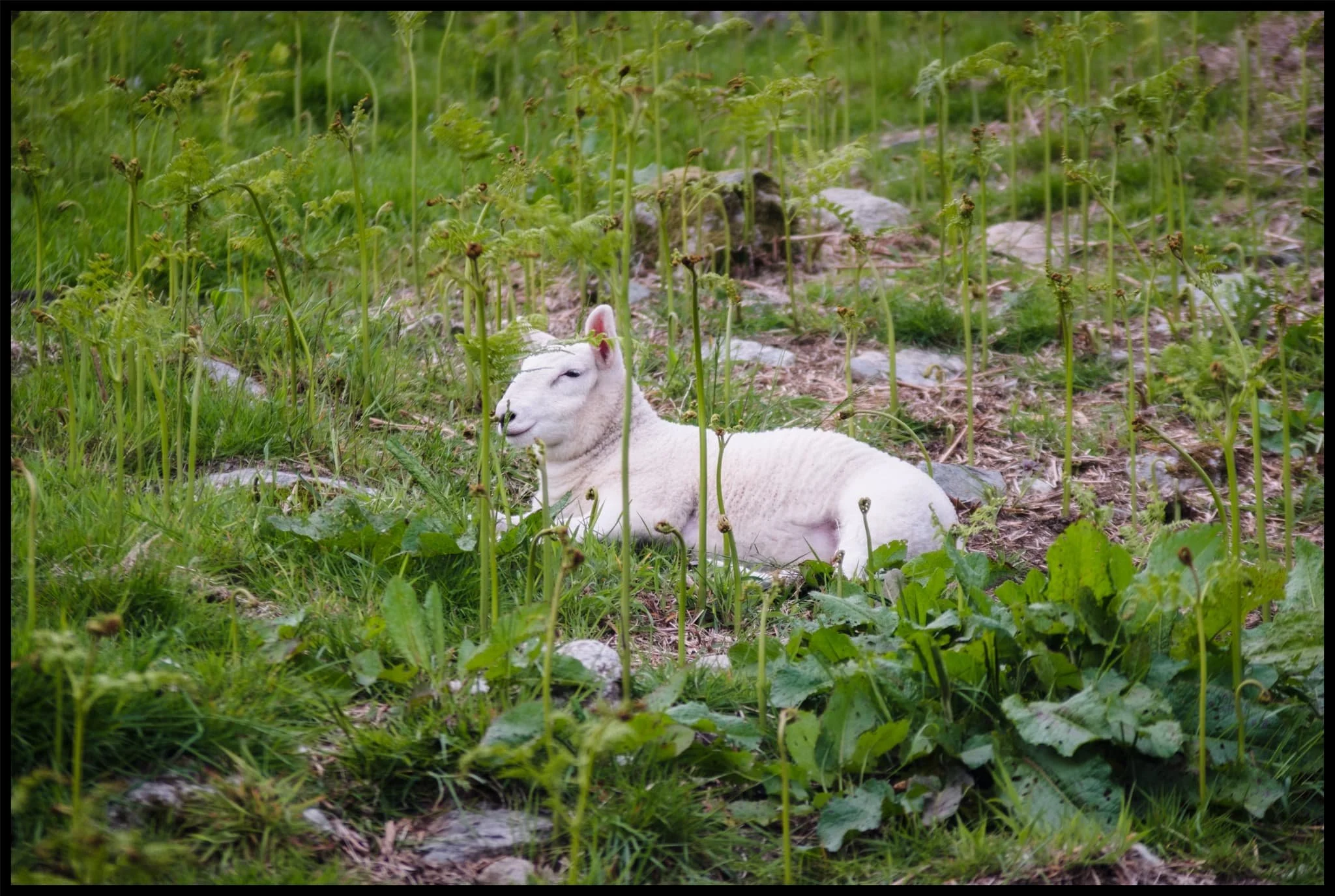  Her lamb, following suit. 