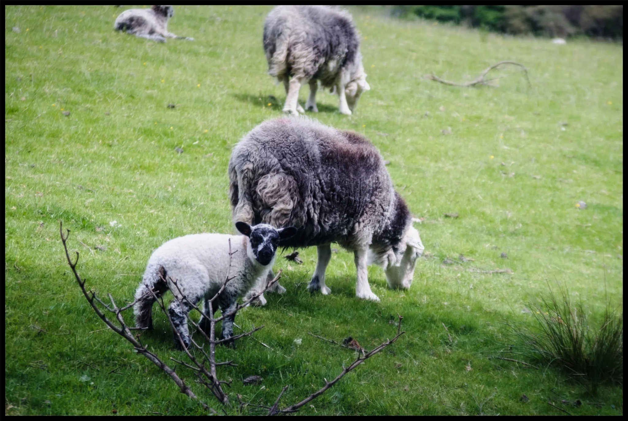  Back on the valley floor, a Herdwick lamb stares at us quizzically. 