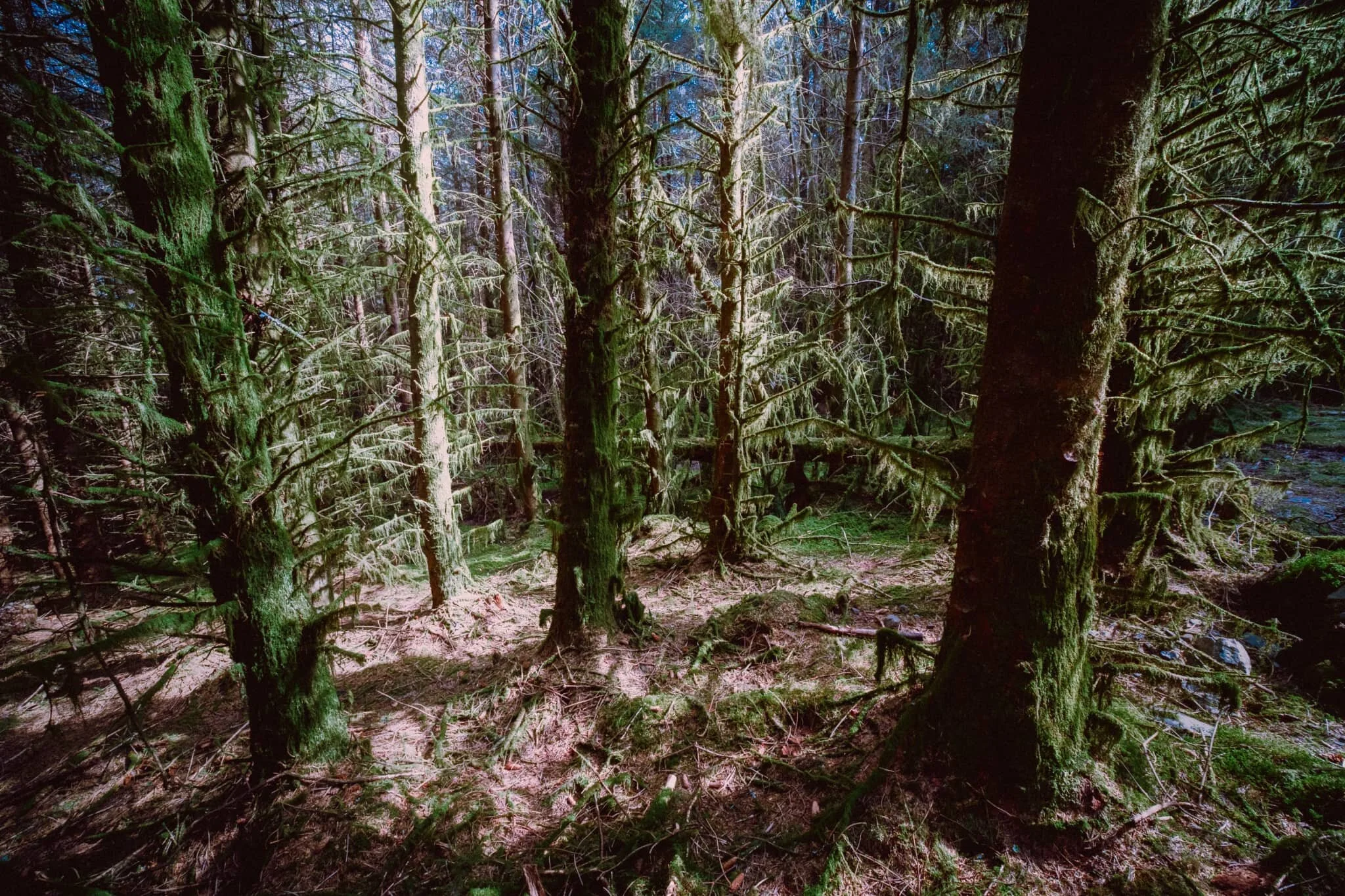 Some of the trees near Carron Crag were covered in thick sheets of moss, which I couldn’t resist making some photos of.