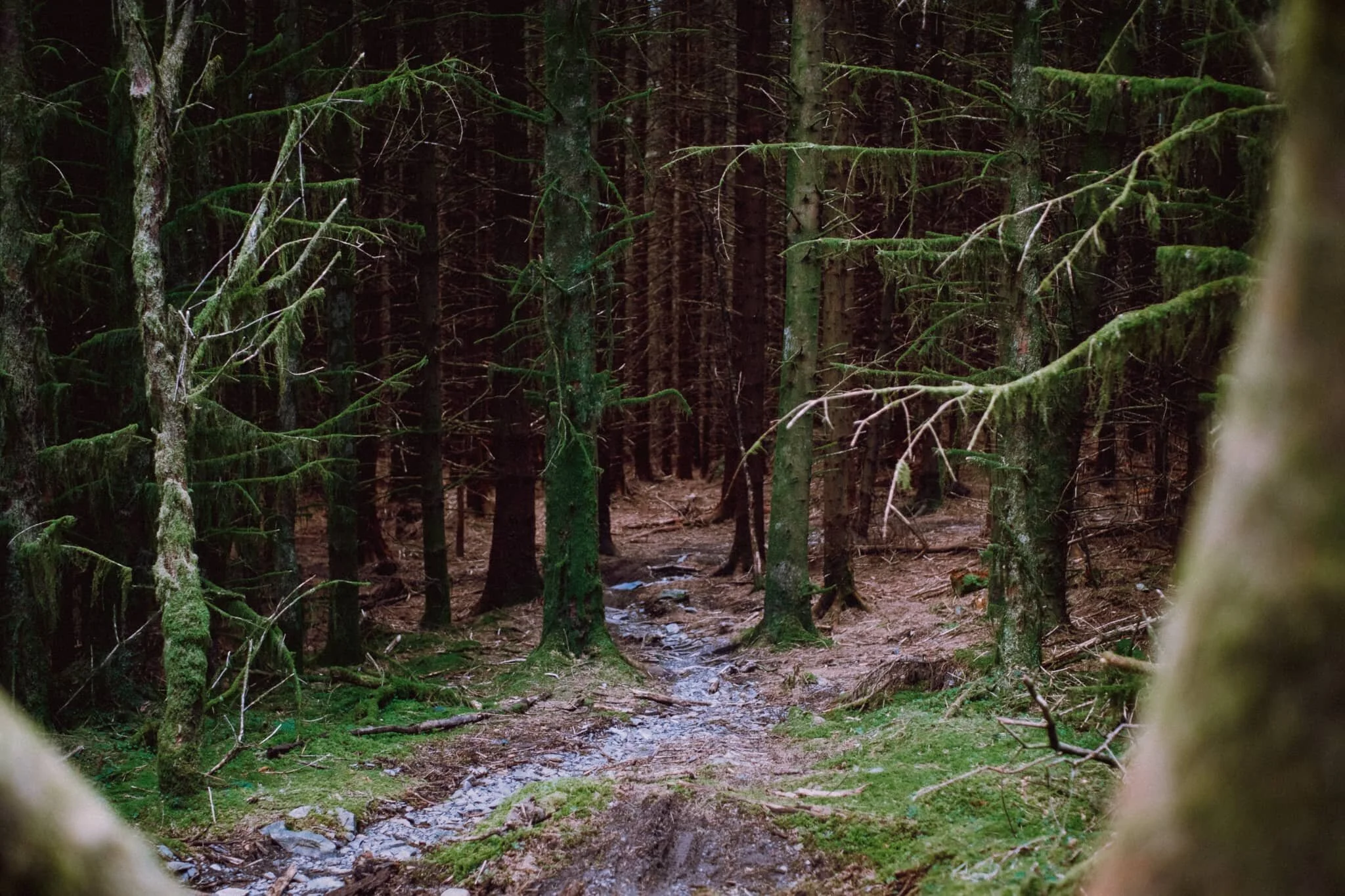 A side trail heading deep into the dark forest…