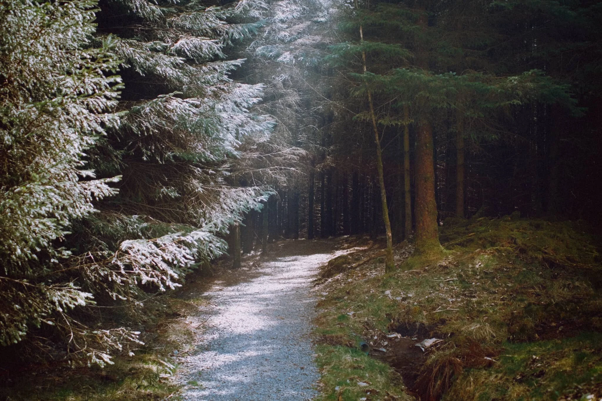 There’s something unique and magical about woodland light.