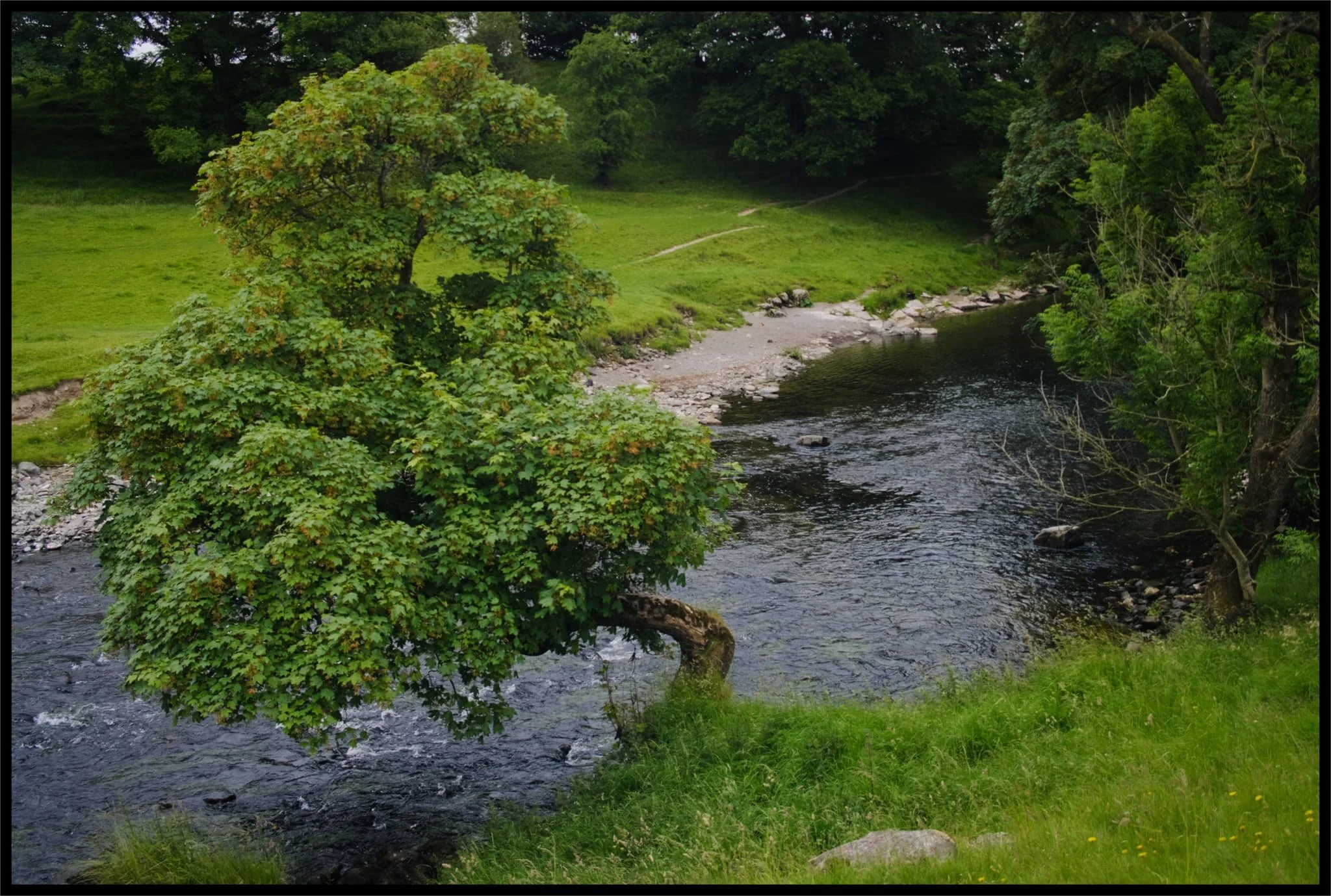  Like a beautiful bonsai tree, but bigger. 