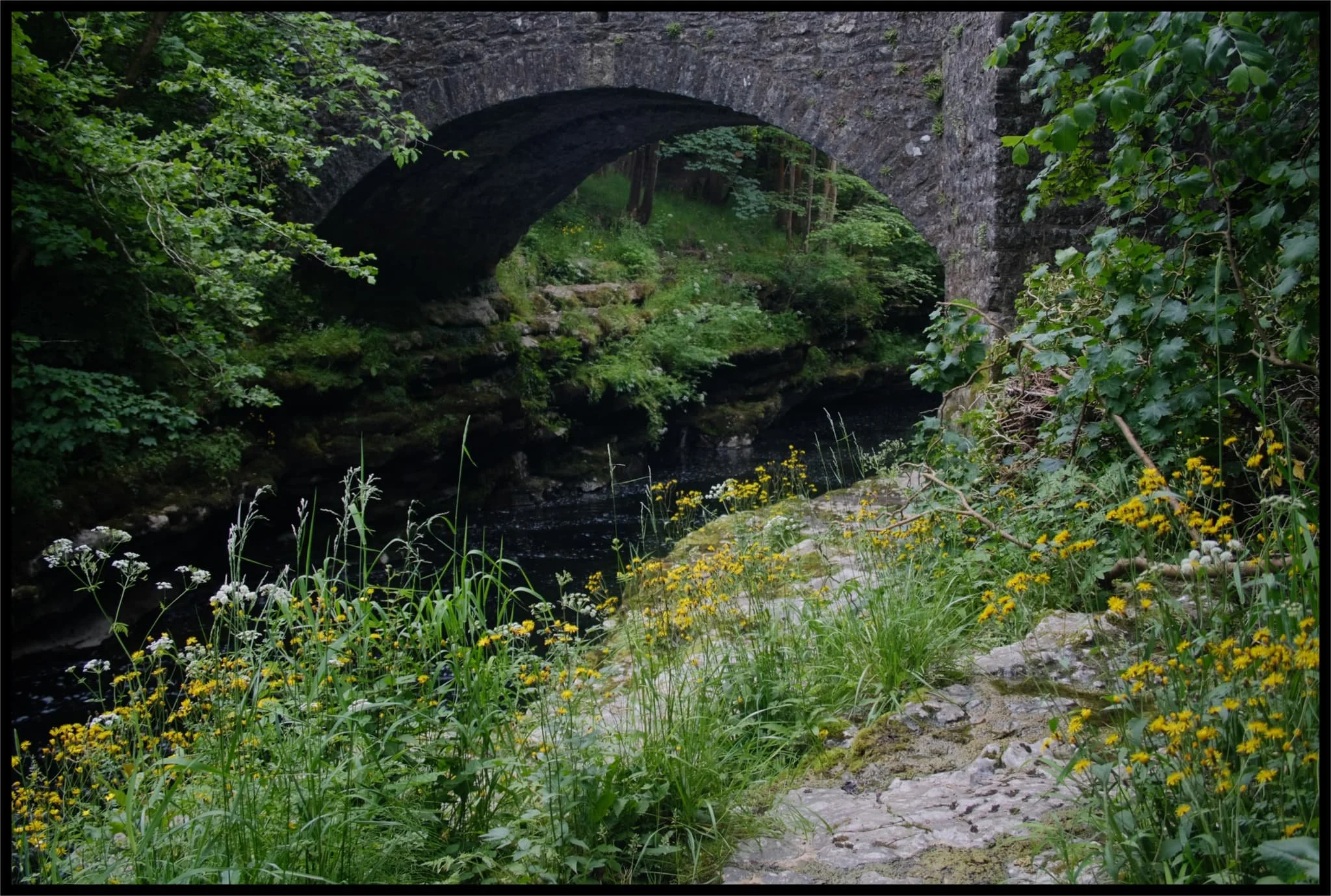  The gorge around Hawes Bridge is proper lush with flowers and vegetation. And insects. And pollen. 