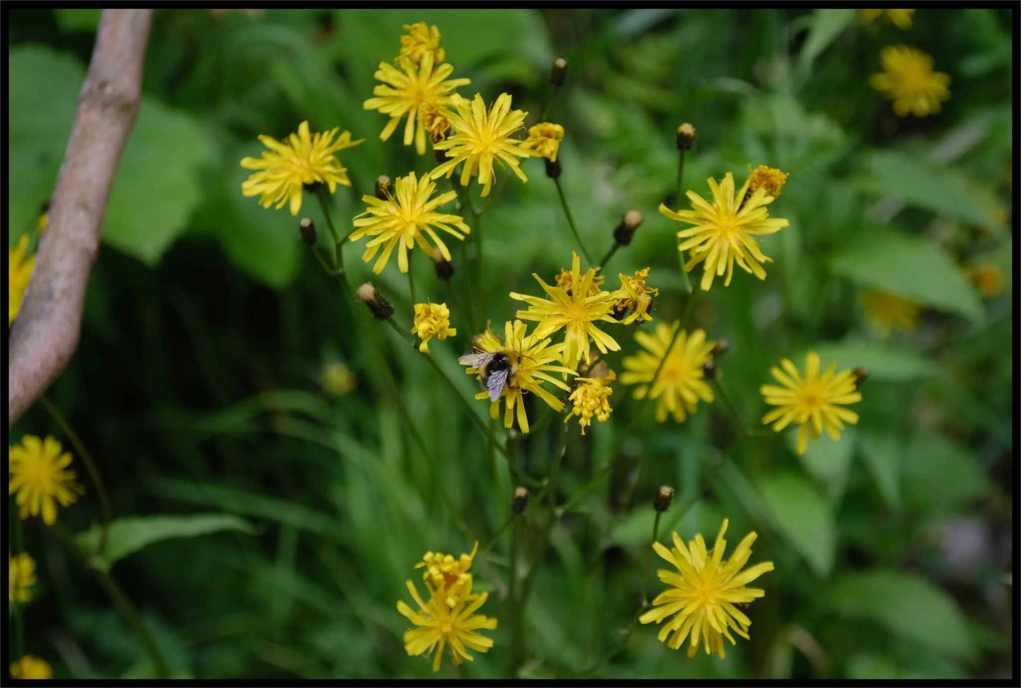  Bumble bees happily lapping up the pollen on all the flowers in the gorge. My sinuses and eyeballs were not has happy with all the pollen. 
