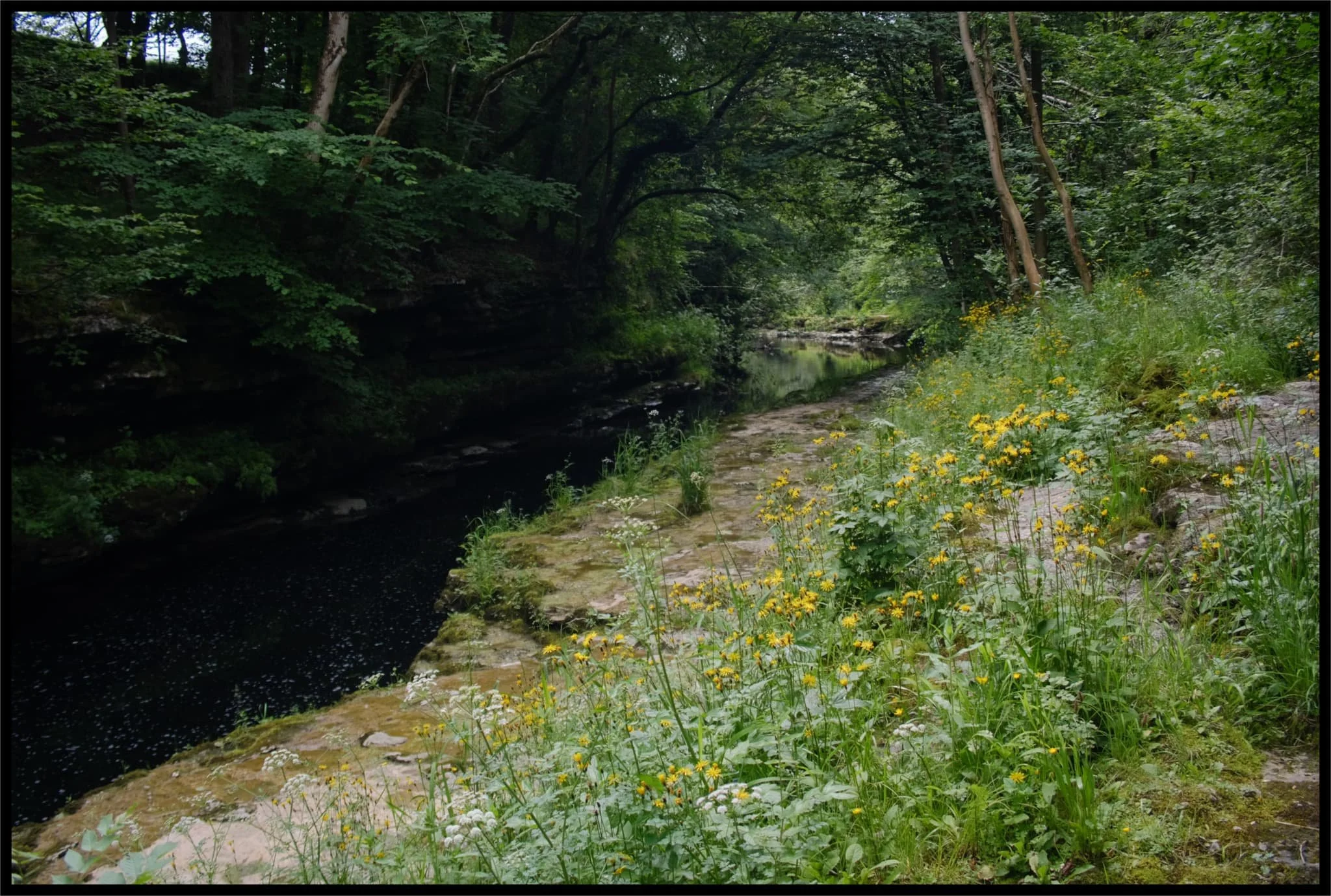  Through the bridge I zoomed in deeper into the gorge, looking almost jungle-esque. 