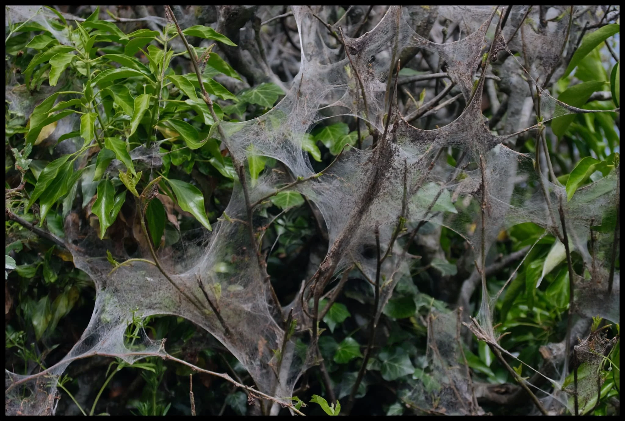  Spider webs? No. These are probably from ermine moth caterpillars, created as a form of protection. Creepy-looking, eh? 