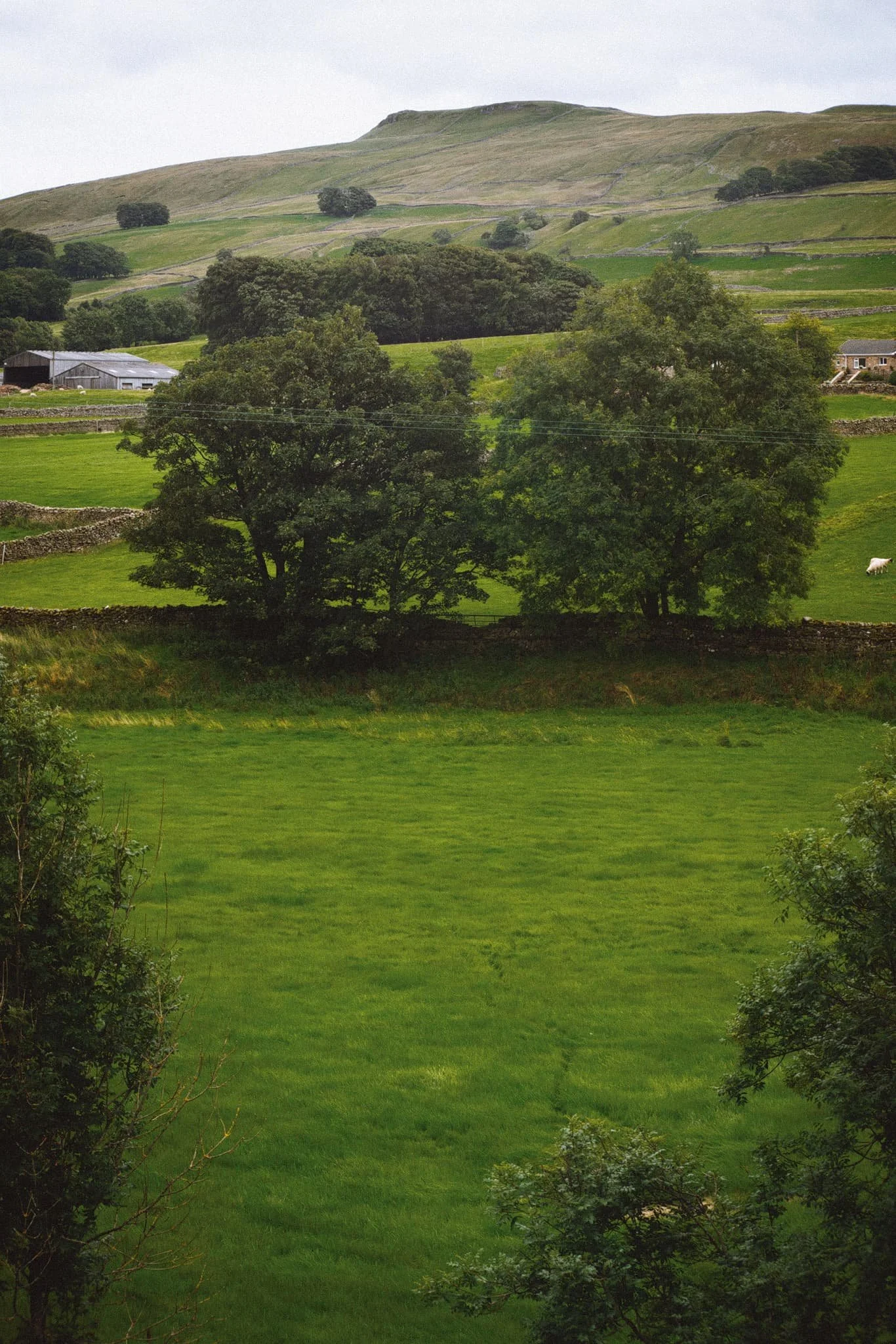 The cap of Yorburgh with a pair of trees point towards it.