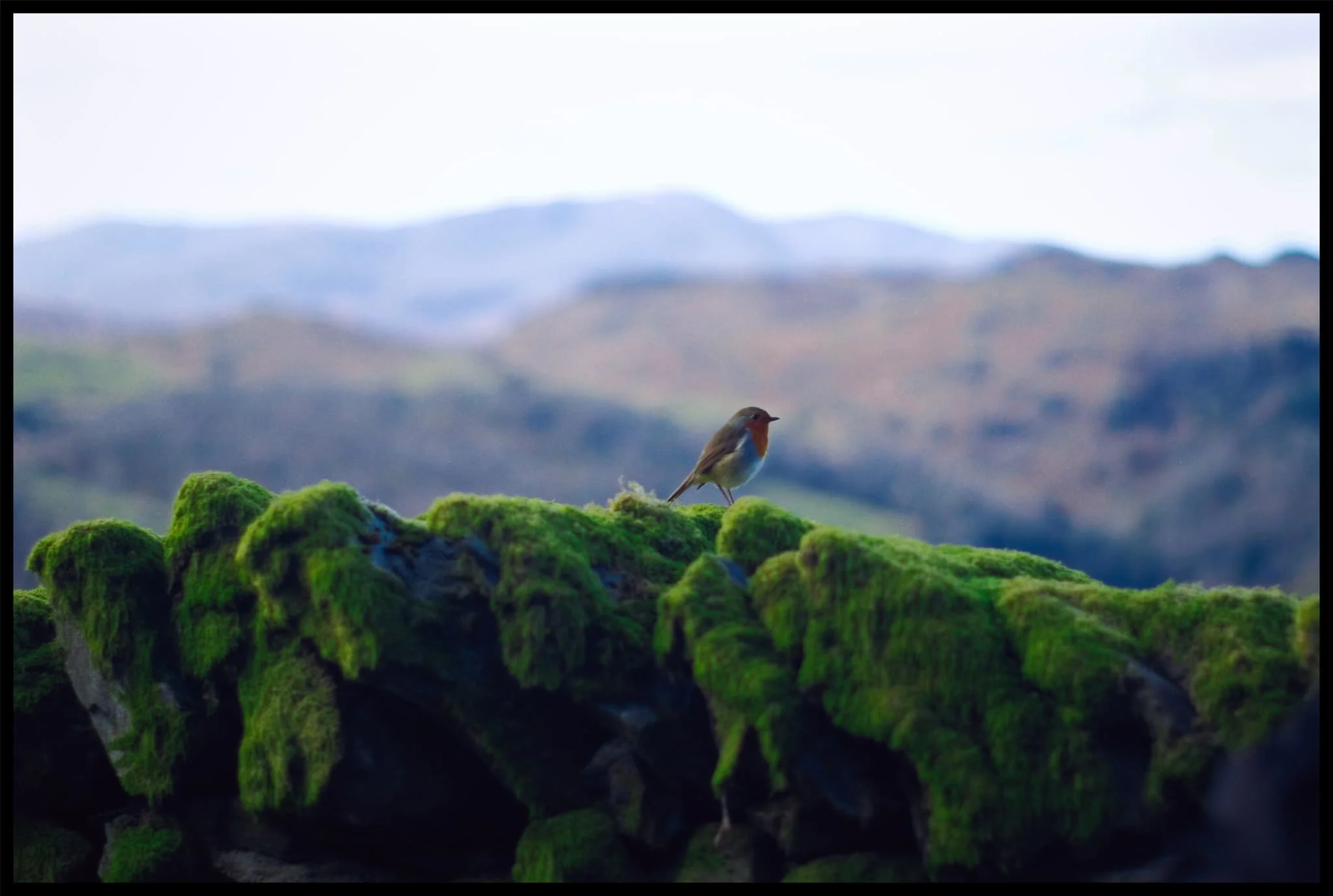  On the way up, a cute little Robin ( Erithacus rubecula ) made its presence known to us atop a drystone wall. Didn&rsquo;t fly or away or anything. Happy to chill and let us take photos. 