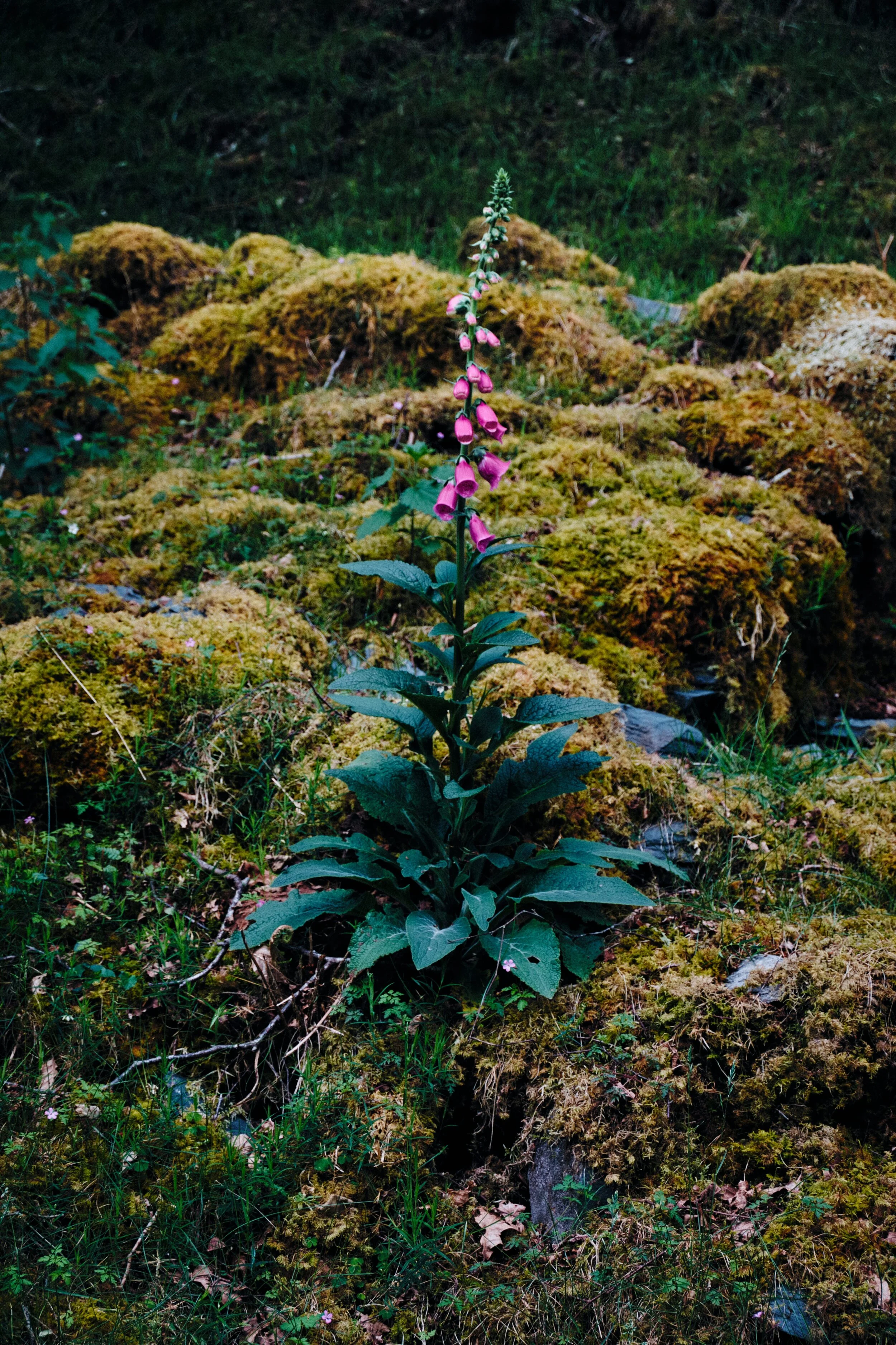  A single foxglove growing out of the mossy boulders. A lovely composition that I&rsquo;ve also sort of ruined by completely missing the focus on the flowers. Oh well. 