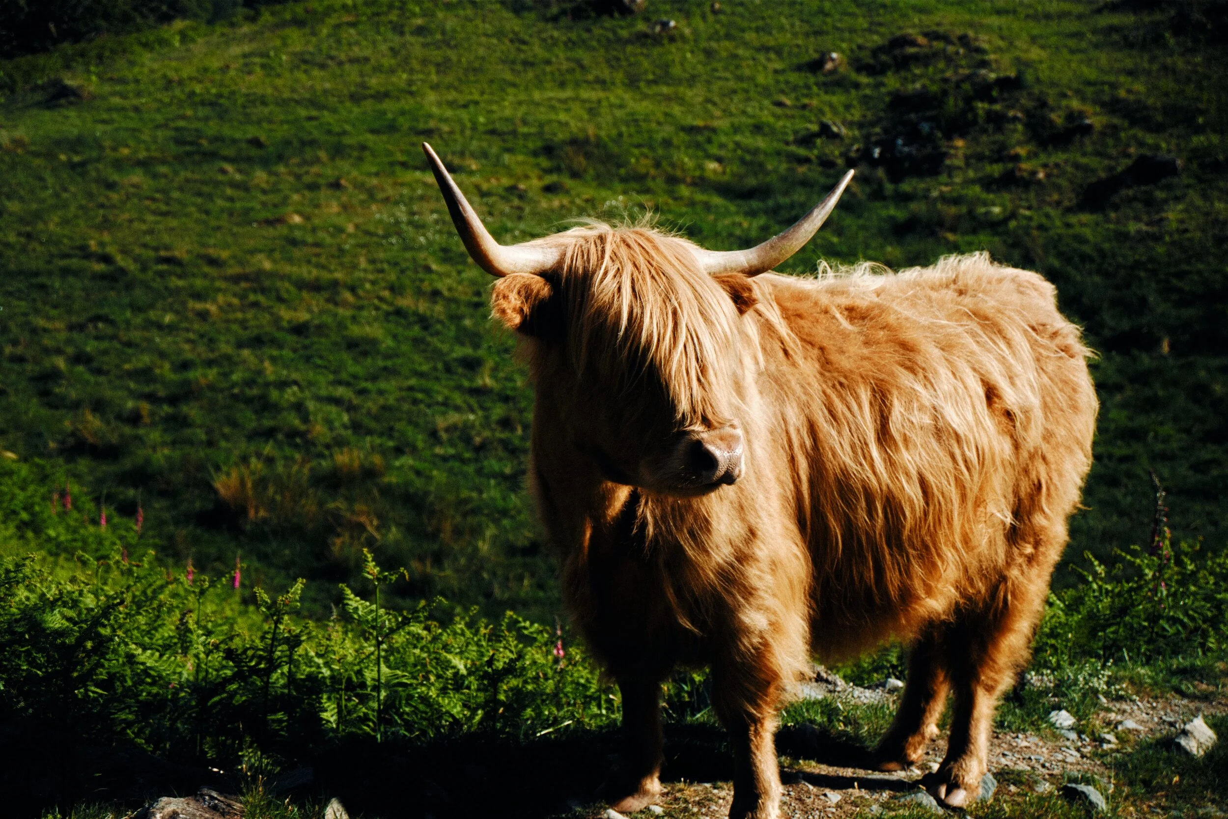  Look at those horns. 