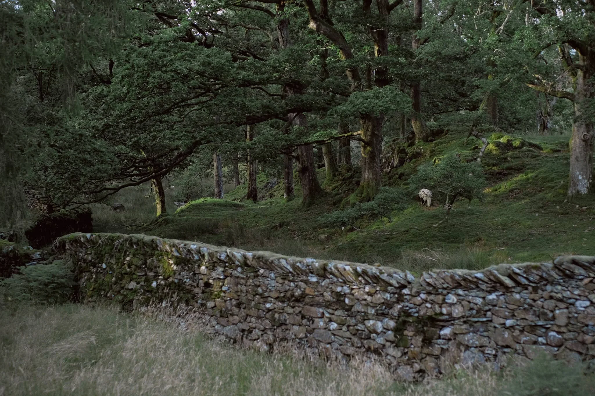  Just a lovely scene involving the Lake District&rsquo;s famous dry stone walls and a knobbly coppice. 
