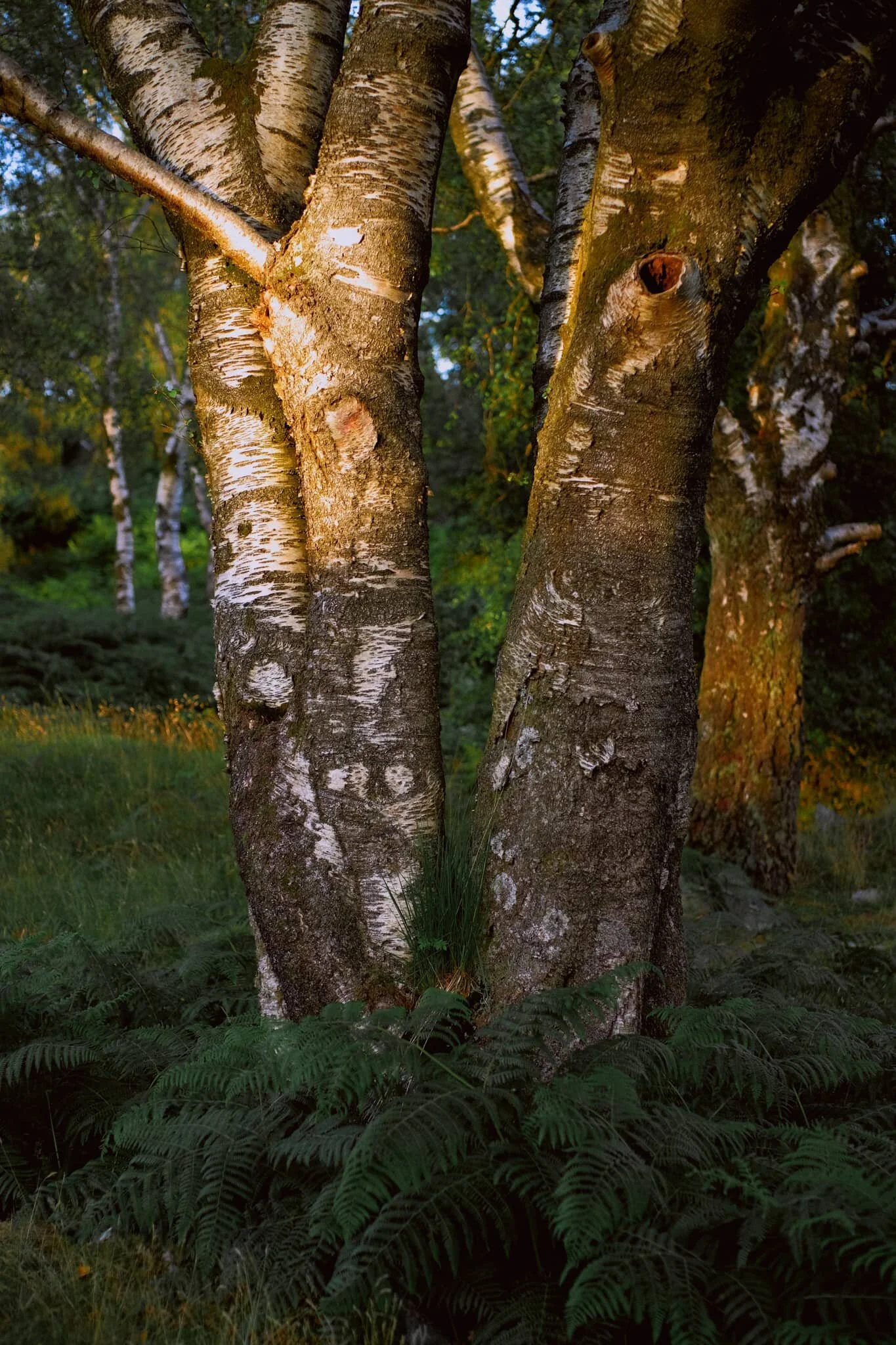  The setting sun was providing beautiful deep tones of orange when peaking through the canopy and hitting the trees. 