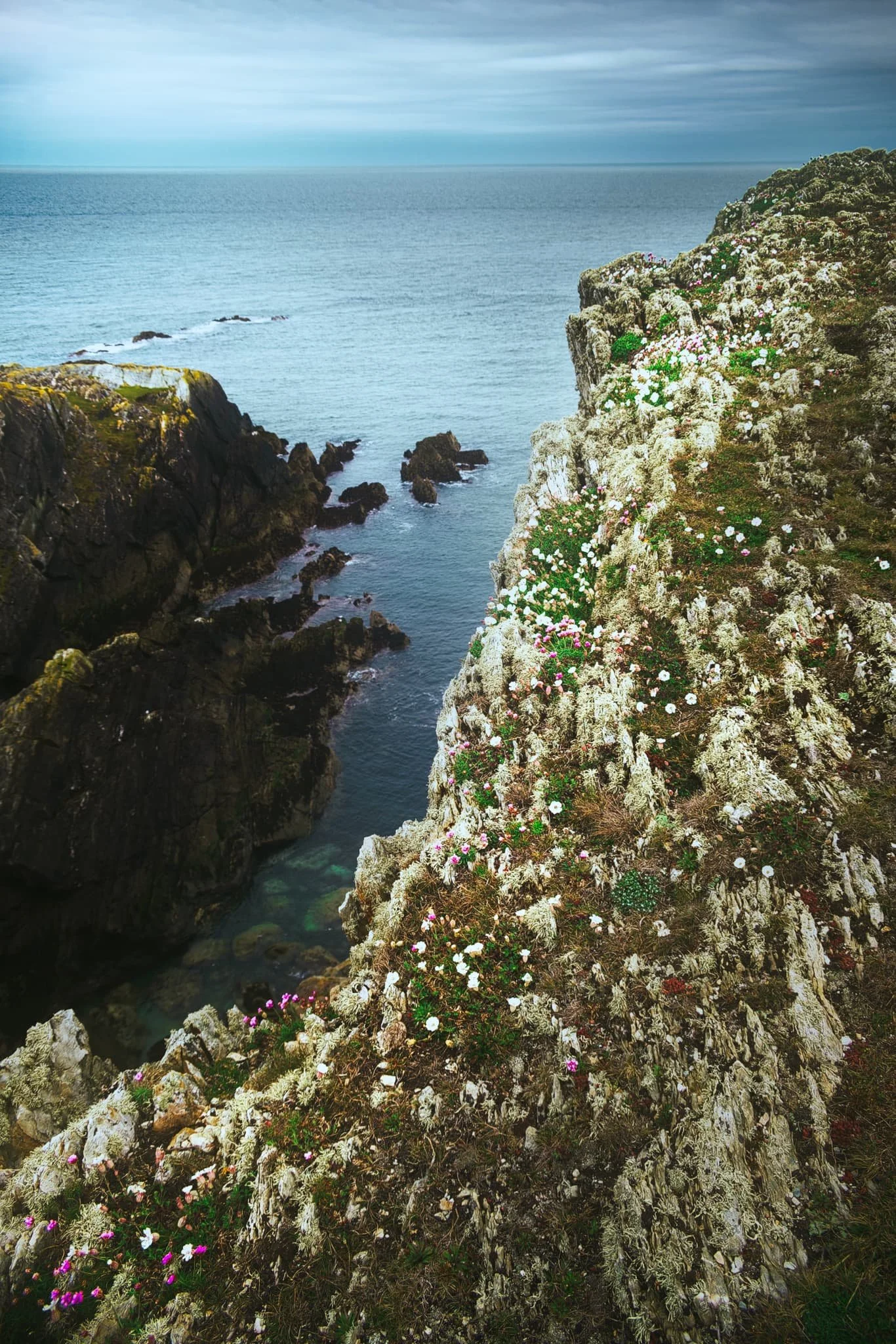  Unbeknown to us, Rhoscolyn Head is world-renowned for its fascinating geology. As an amateur &ldquo;rock nerd&rdquo; myself, I was delighted with what I found. Here, I found a cliff edge covered in wildflowers, looming over Porth Gwalch.  