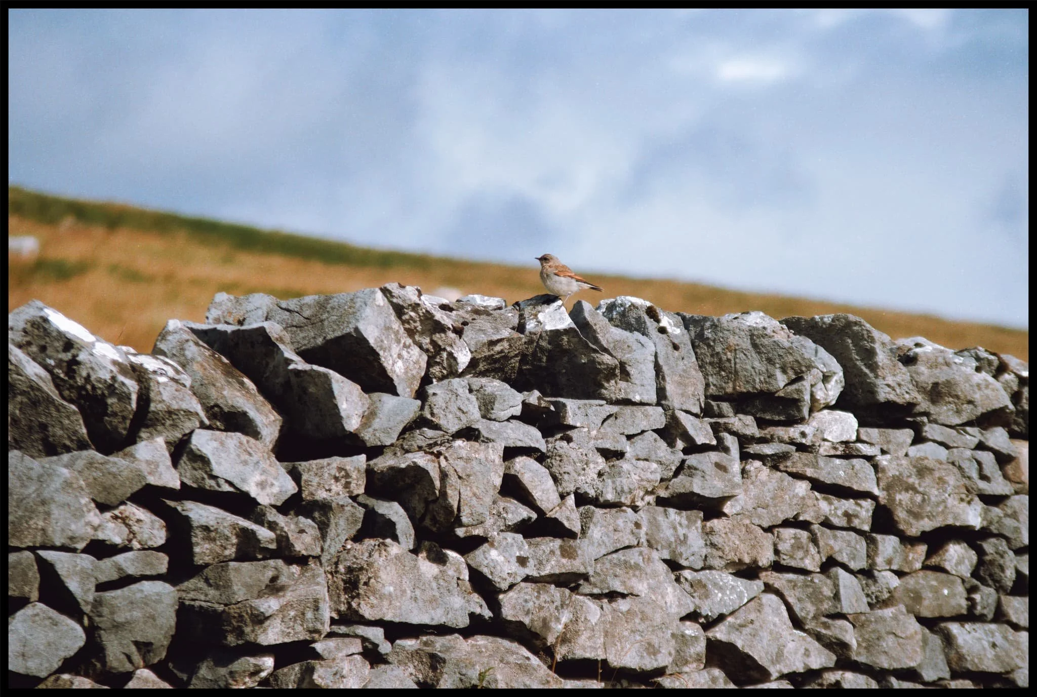  A female Northern Wheatear ( Oenanthe oenanthe ), seemingly unfazed by our presence and appreciation. 